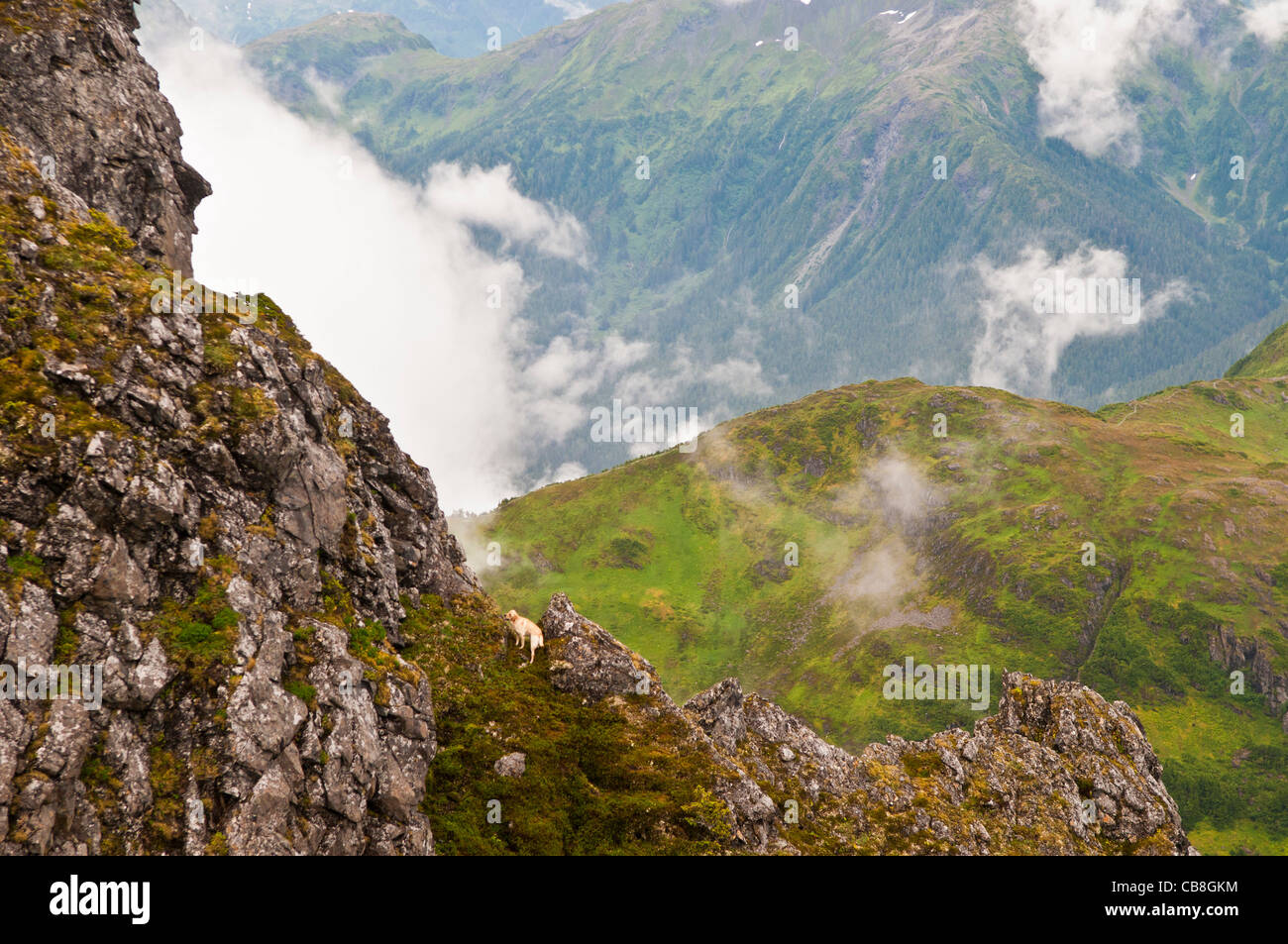 Chien sur près de Harbour pointe raide. Mtn, Sitka, Alaska Banque D'Images