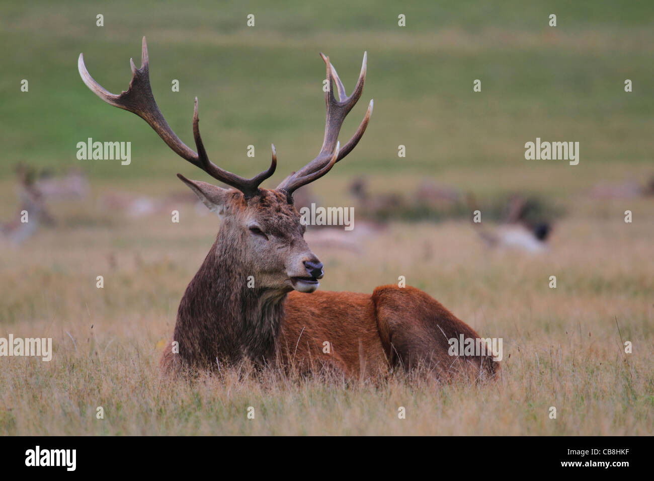 Red Deer stag laying in grass Banque D'Images
