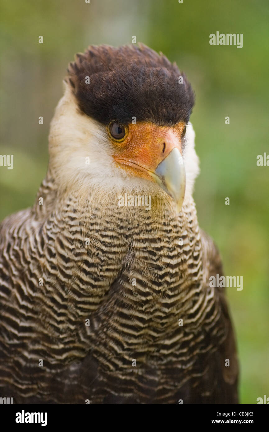 Caracara huppé assis et de repos à l'ombre Banque D'Images