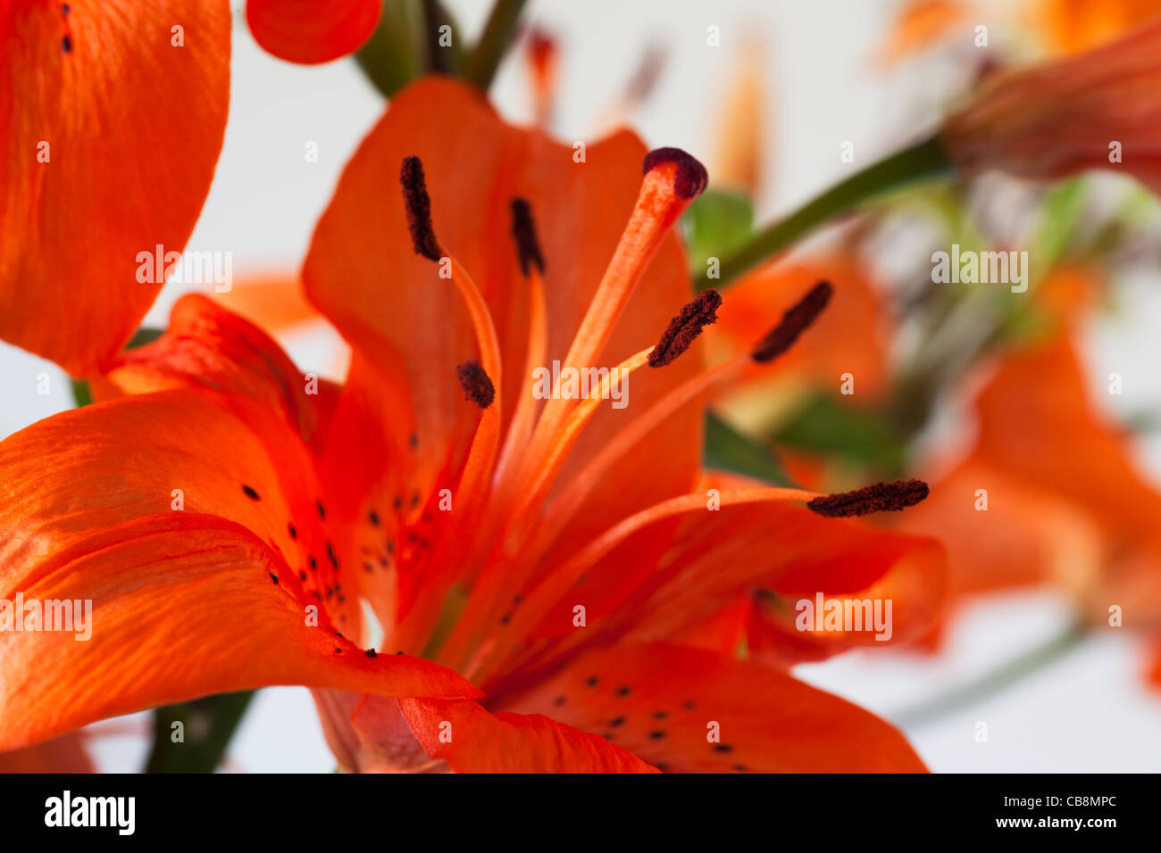 Tiger Lily orange avec du pollen des anthères couvert Banque D'Images