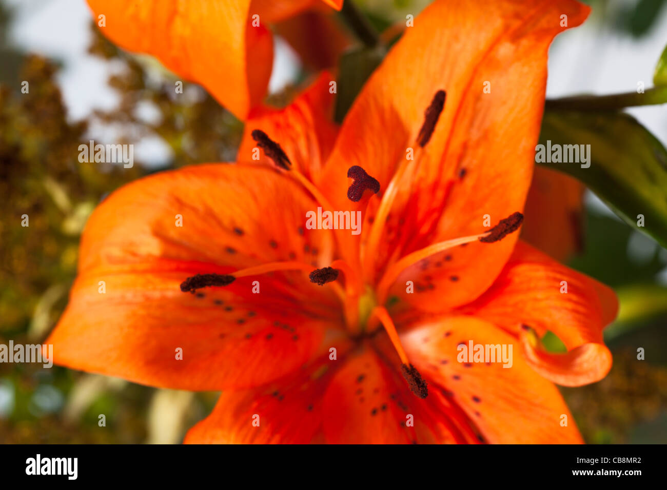 Tiger Lily orange avec du pollen des anthères couvert Banque D'Images