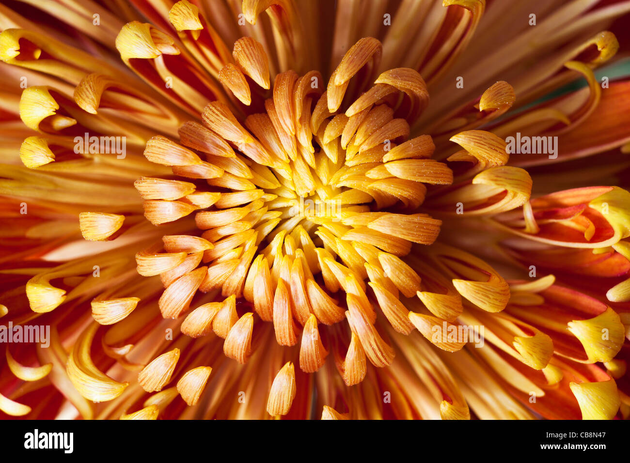 Orange à jaune Chrysanthemum morifolium (Asteraceae), close-up Banque D'Images