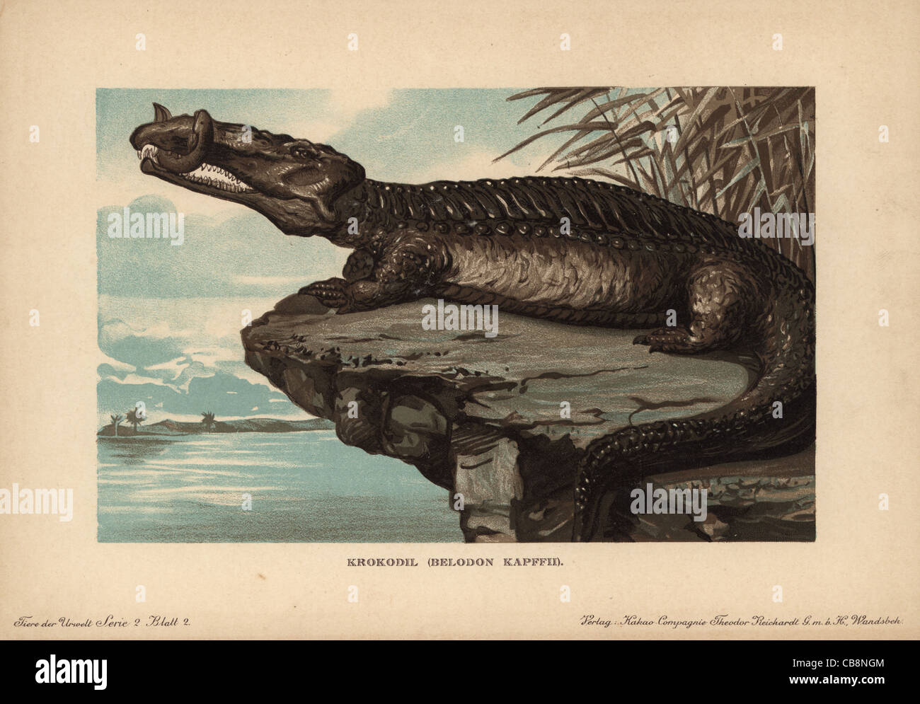 Belodon, Krokodil, Belodon kapfii, espèce de crocodile-comme phytosaur du Trias. Banque D'Images