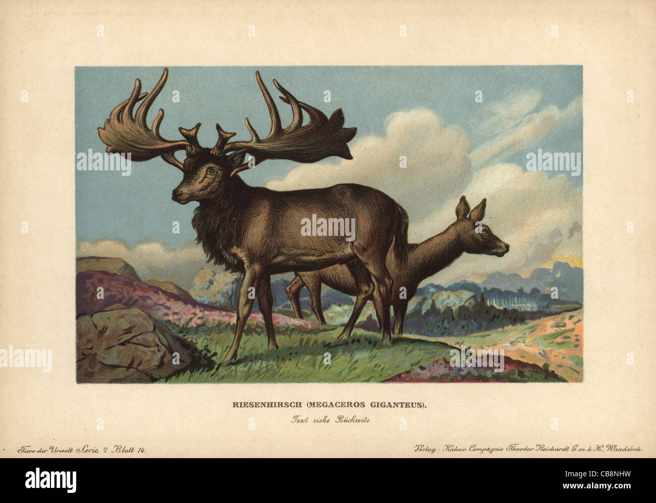 Le wapiti ou cerf géant irlandais, Reisenhirsch, Megaceros giganteus. Banque D'Images