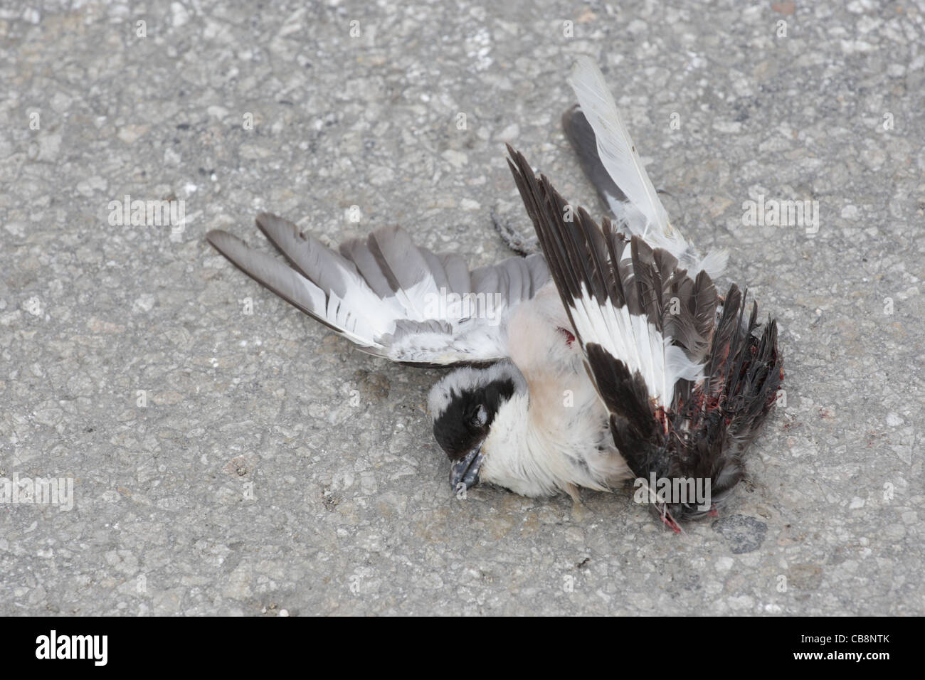 Oiseau mort tué, Bulgarie Banque D'Images