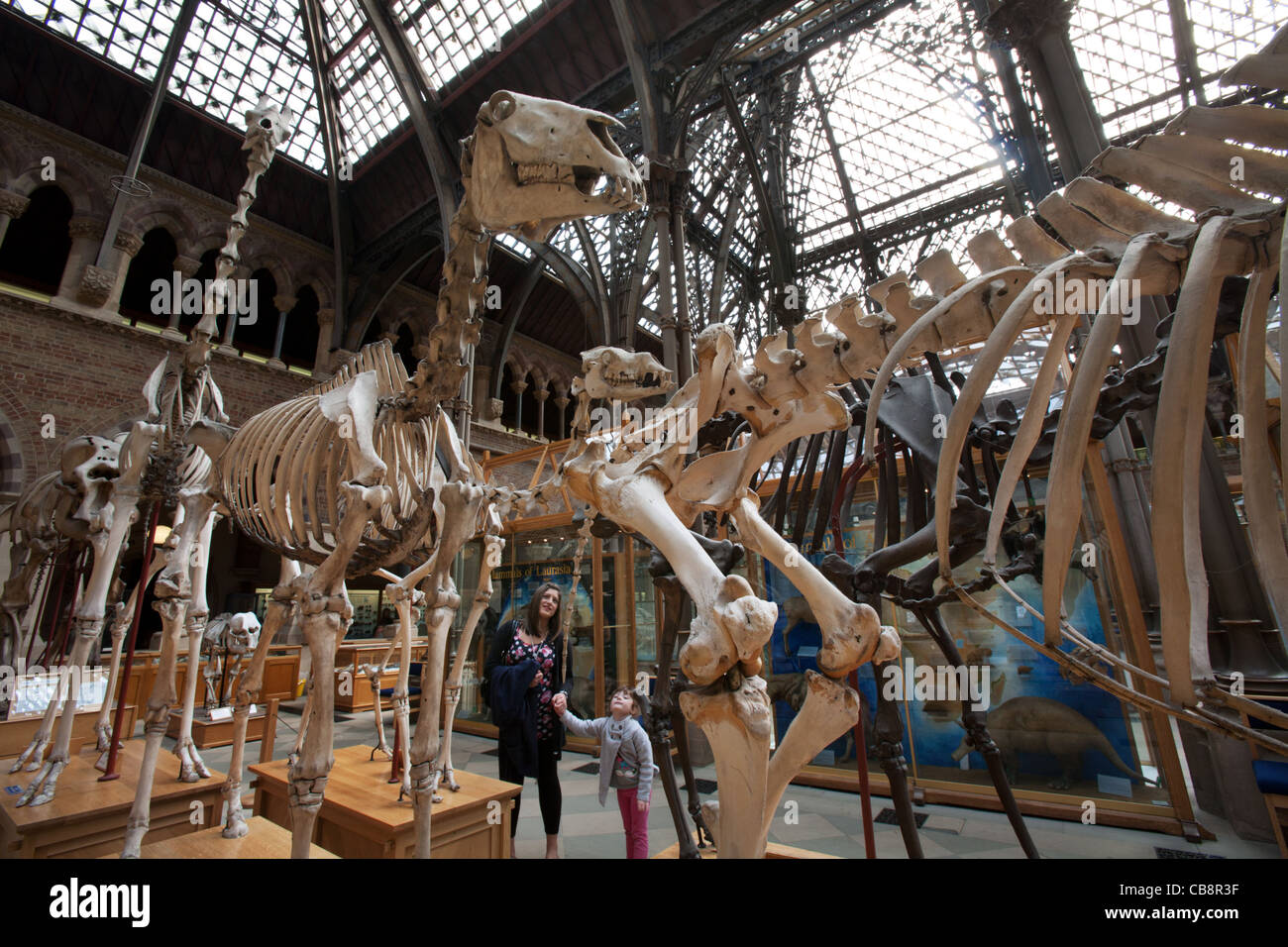 Oxford University Museum of Natural History, Oxford, UK Banque D'Images