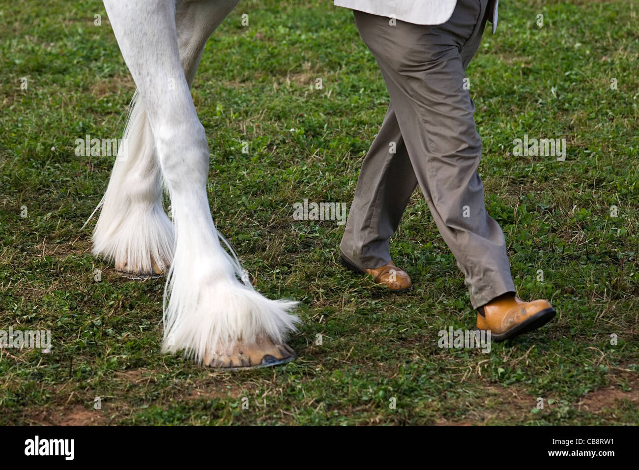 L'homme et Shire Horse jambes marcher à l'unisson à Tous pays Banque D'Images