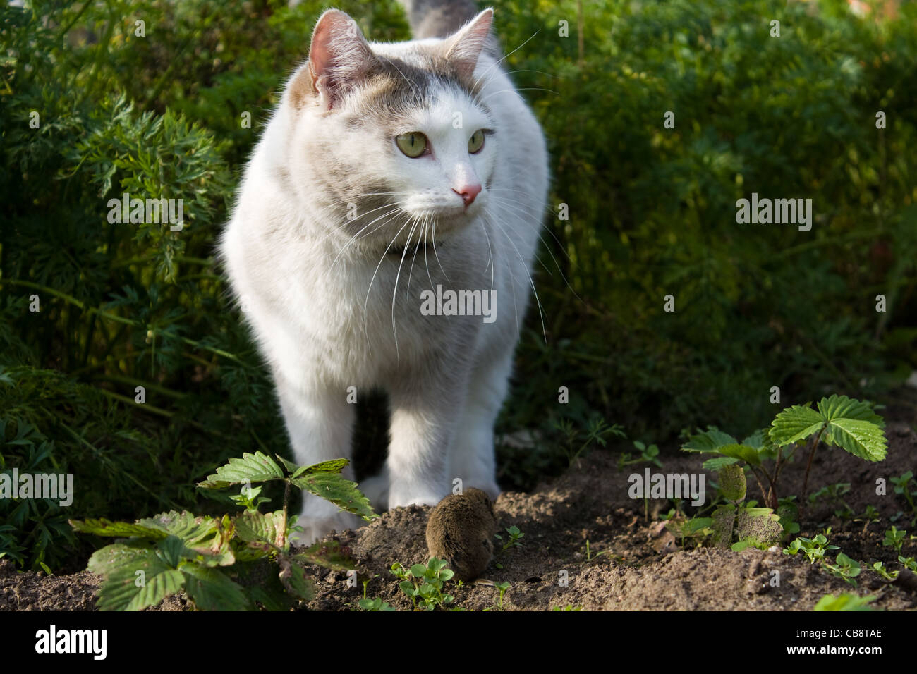 Tom le chat jerry la souris tom jerry Banque de photographies et d