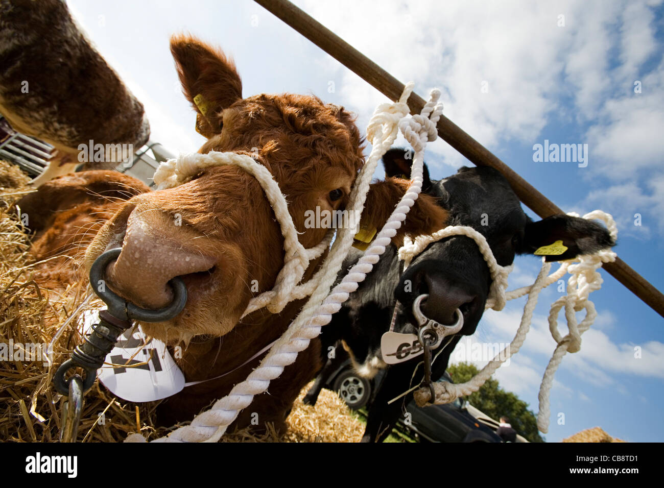 Les bovins, les vaches à l'Country Fair Banque D'Images