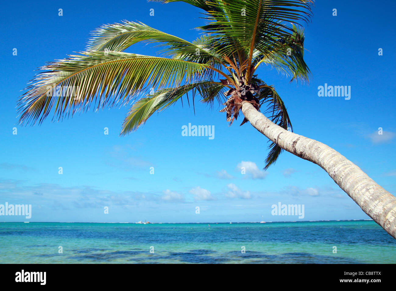 Sur Palm Beach sur la mer des Caraïbes, la République Dominicaine Banque D'Images