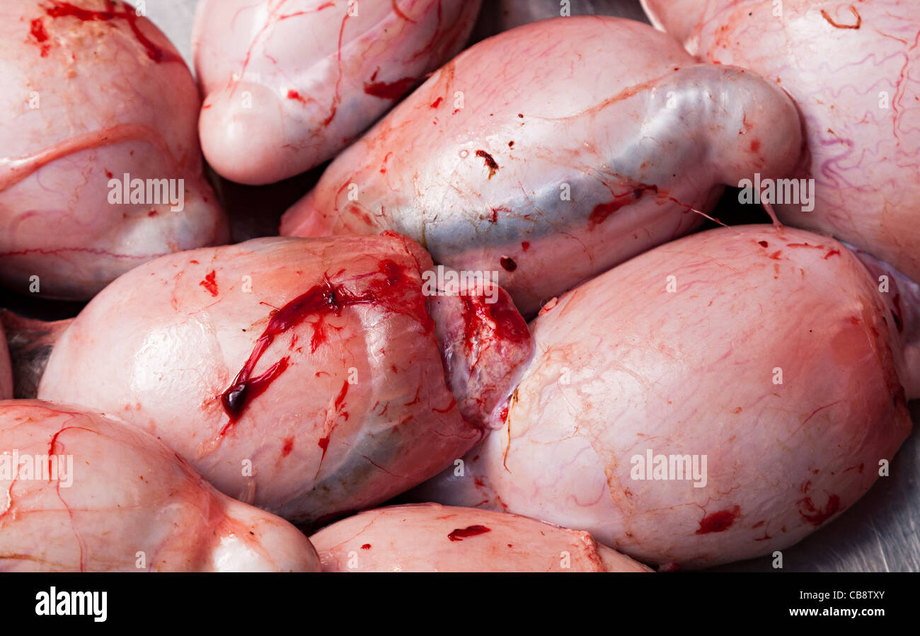Ris d'agneau gallois en vente par le boucher du marché dans le pays de Galles UK Banque D'Images