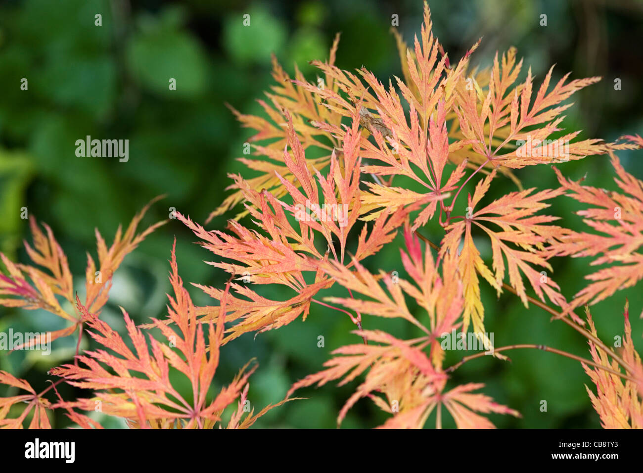 Feuilles de l’Acer Banque D'Images