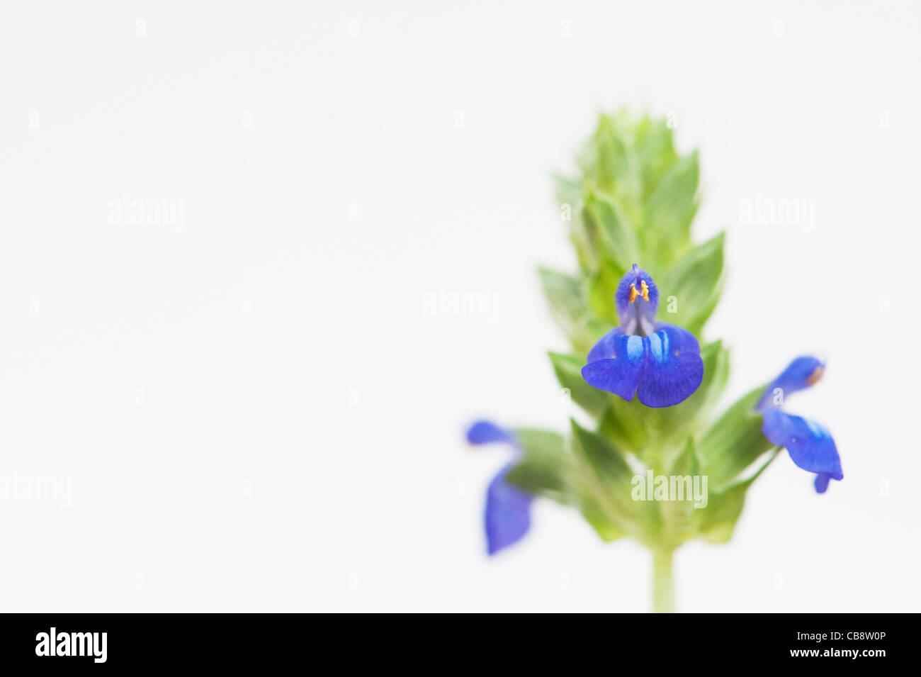 Salvia hispanica . Chia fleurs sur fond blanc Banque D'Images