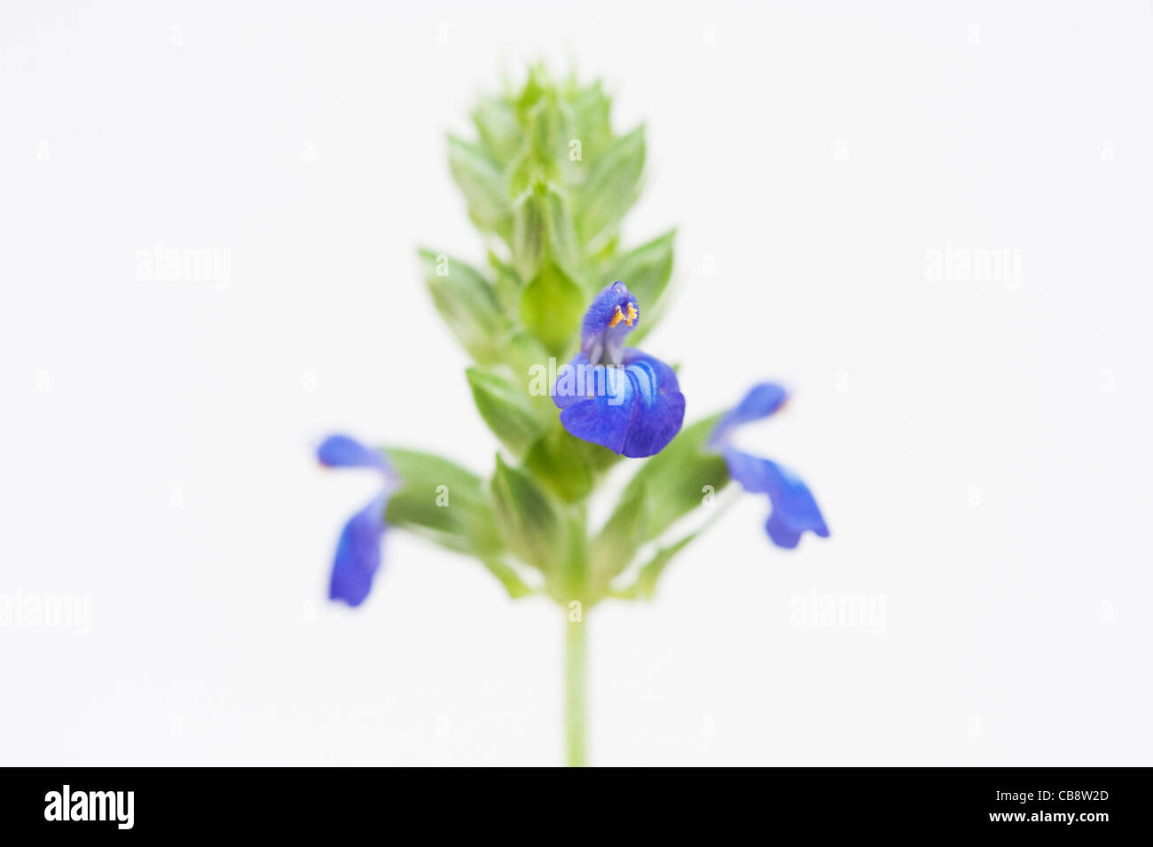 Salvia hispanica . Chia fleurs sur fond blanc Banque D'Images