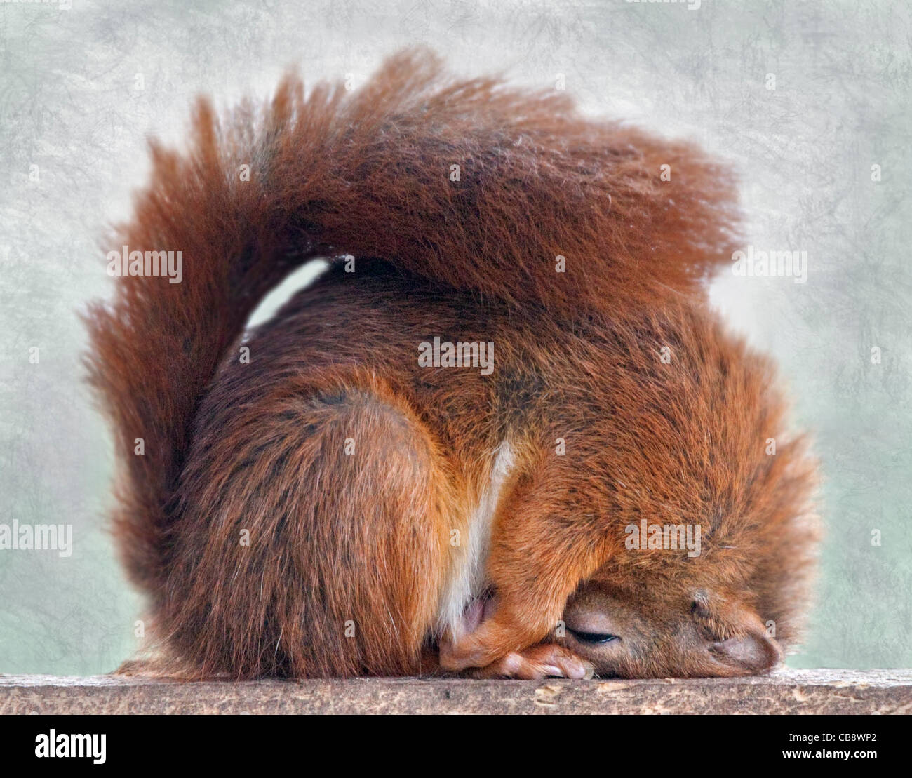 L'Écureuil roux (Sciurus vulgaris) dormir dans une pose étrange Banque D'Images