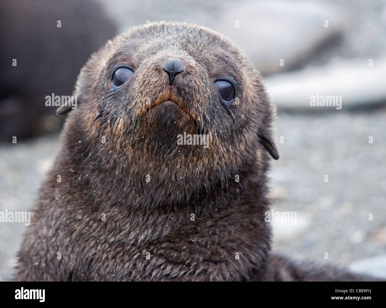 Bebe Phoque A Fourrure Antarctique Arctocephalus Gazella La Plaine De Salisbury La Georgie Du Sud Photo Stock Alamy