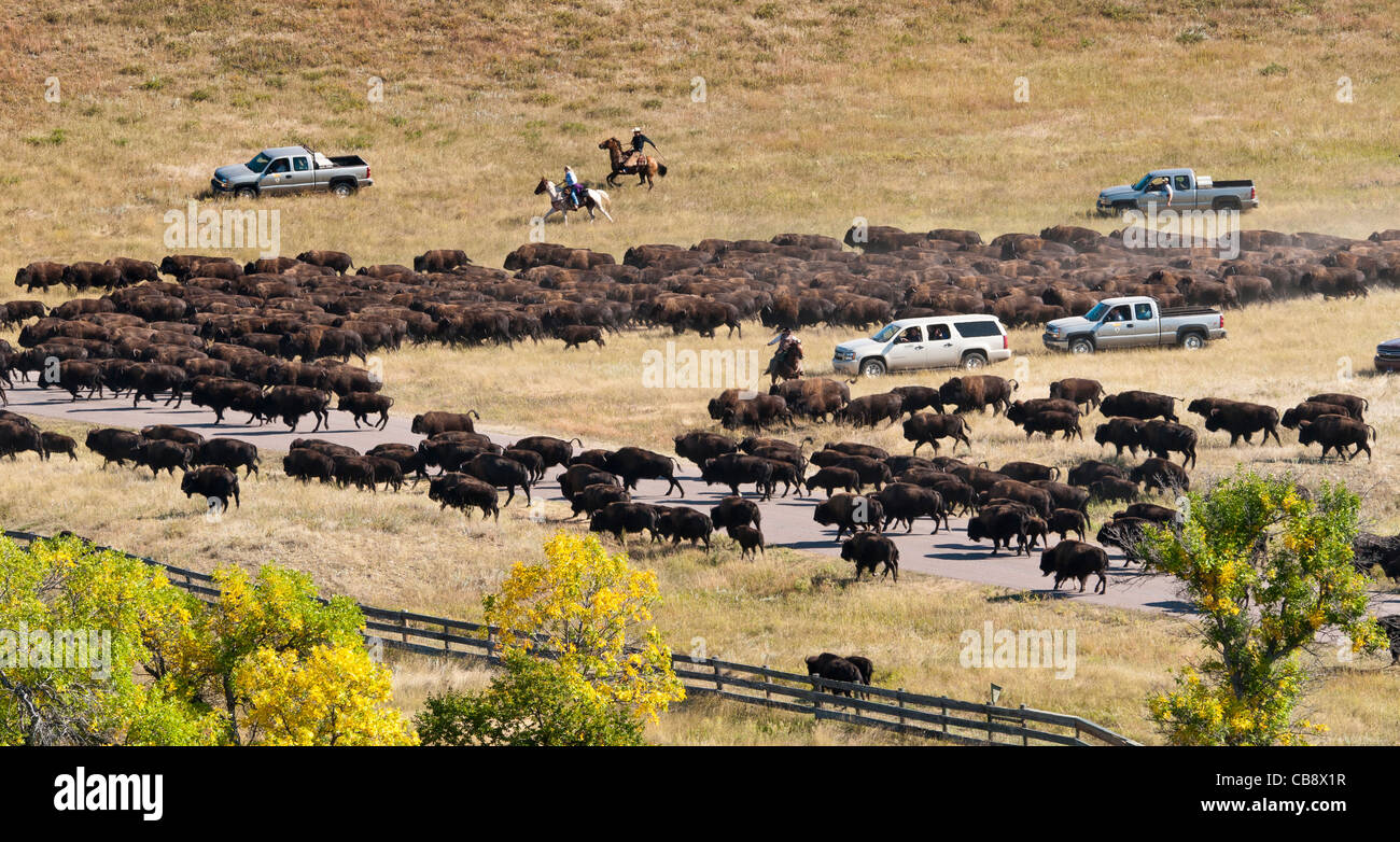Bison d'Amérique (Bison bison) en déplacement, Custer State Park Buffalo Roundup, Custer State Park, dans le Dakota du Sud. Banque D'Images