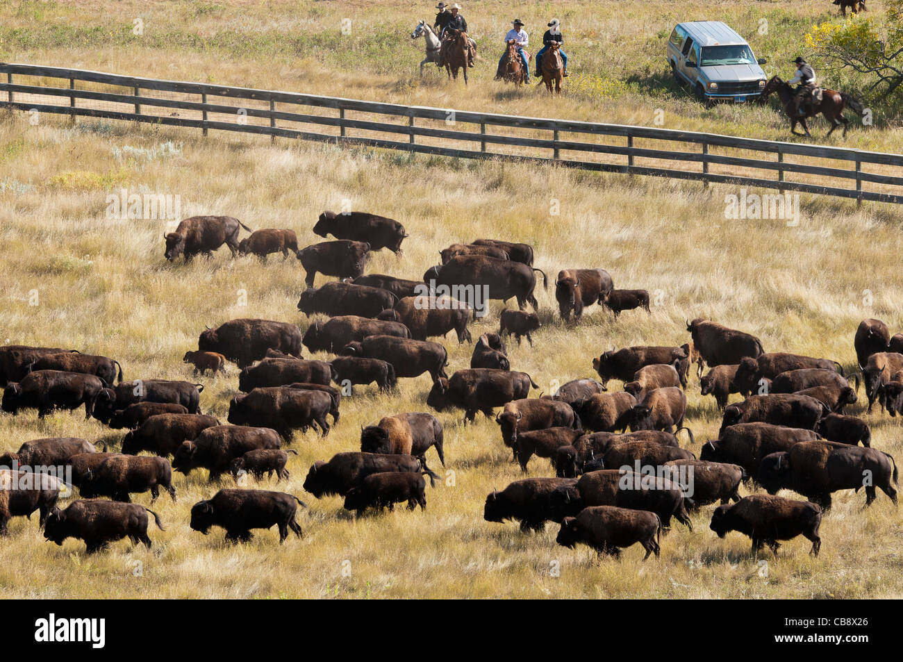 Bison d'Amérique (Bison bison) au niveau de la clôture, Custer State Park Buffalo Roundup, Custer State Park, dans le Dakota du Sud. Banque D'Images