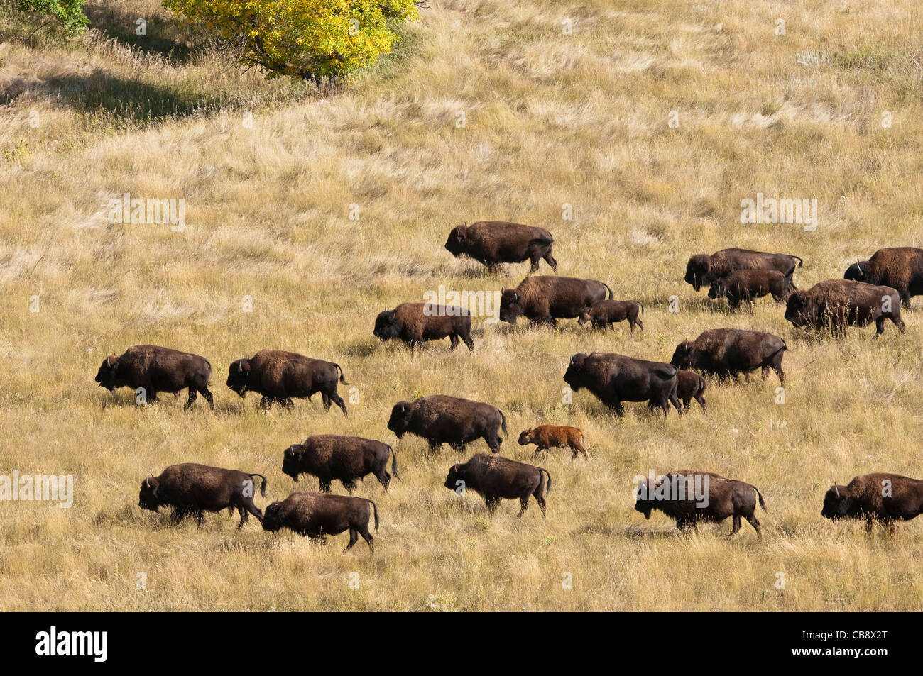 Bison d'Amérique (Bison bison) dans un pré, Custer State Park Buffalo Roundup, Custer State Park, dans le Dakota du Sud. Banque D'Images