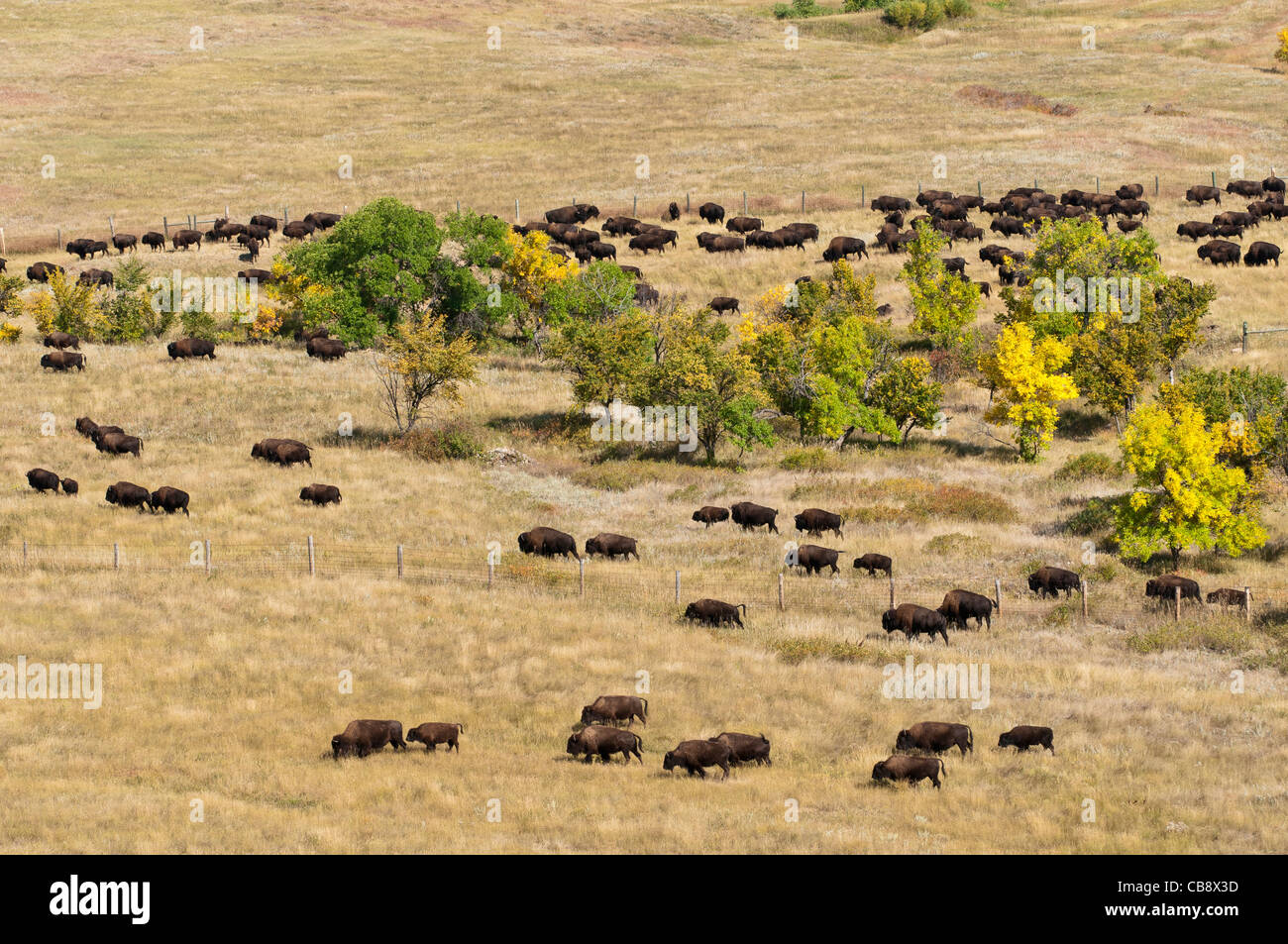 Bison d'Amérique (Bison bison) dans leur pâturage, Custer State Park Buffalo Roundup, Custer State Park, dans le Dakota du Sud. Banque D'Images