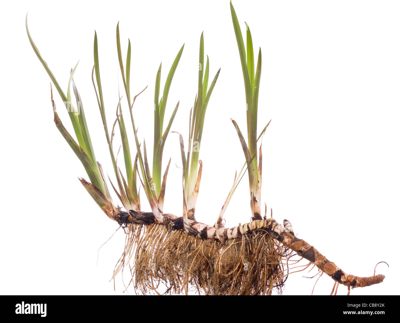 Jeune plante calamus avec racine sur fond blanc Banque D'Images