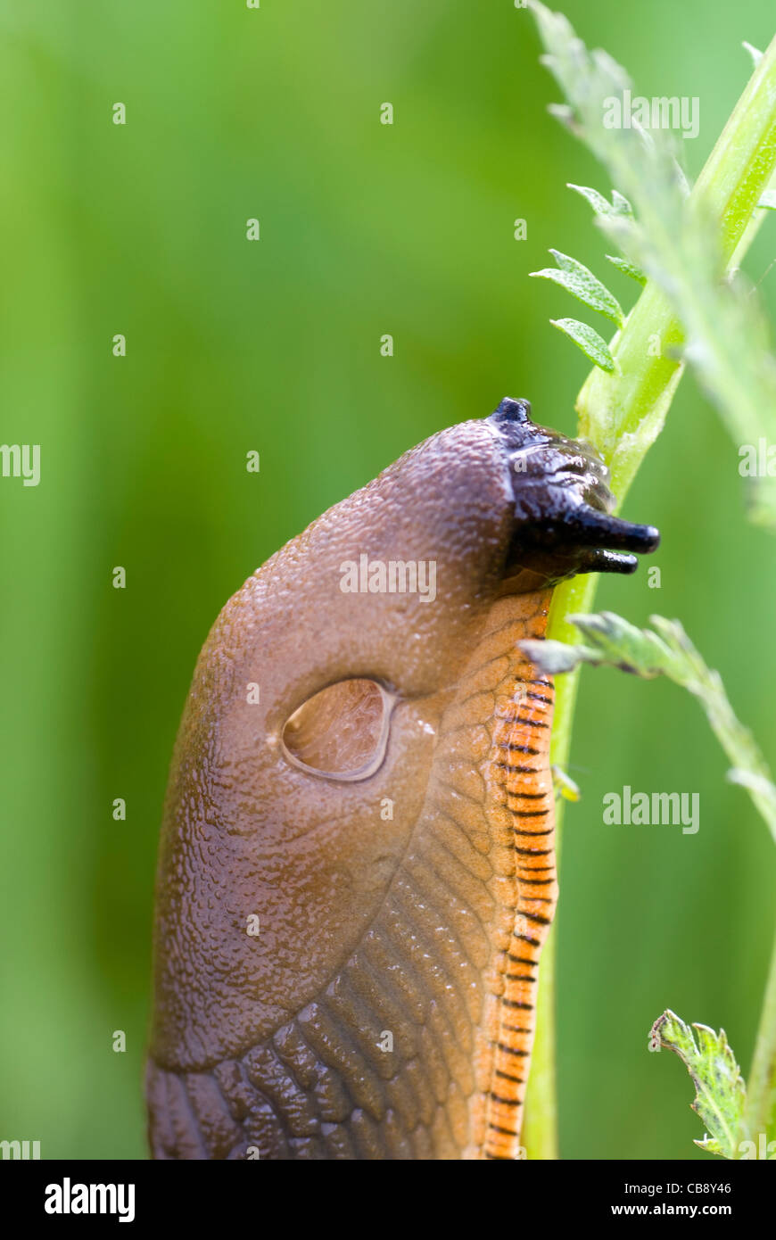 Gros escargot sur l'usine de tige comme arrière-plan Banque D'Images