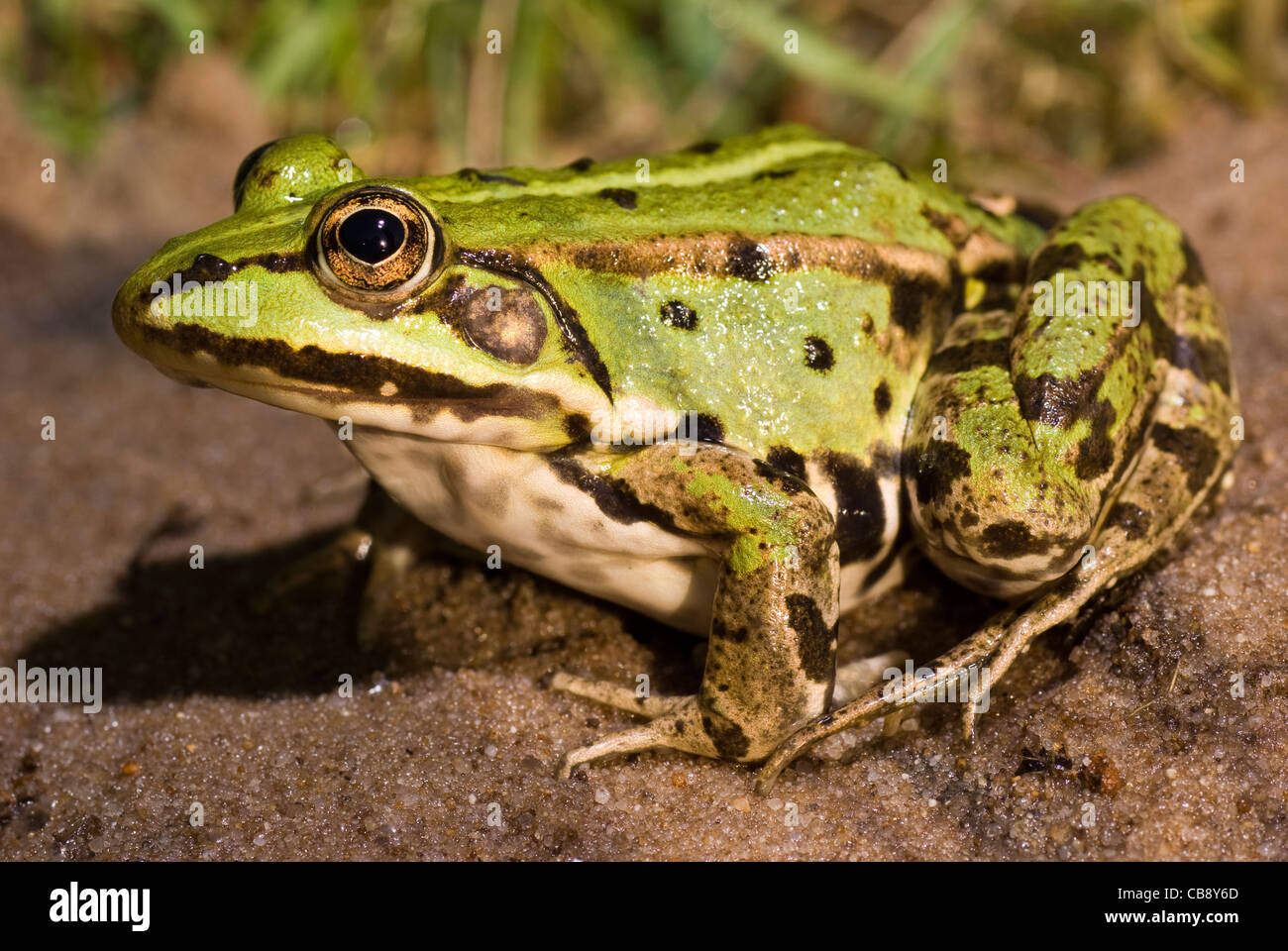 Grosse grenouille verte s'asseoir sur le sable humide Banque D'Images