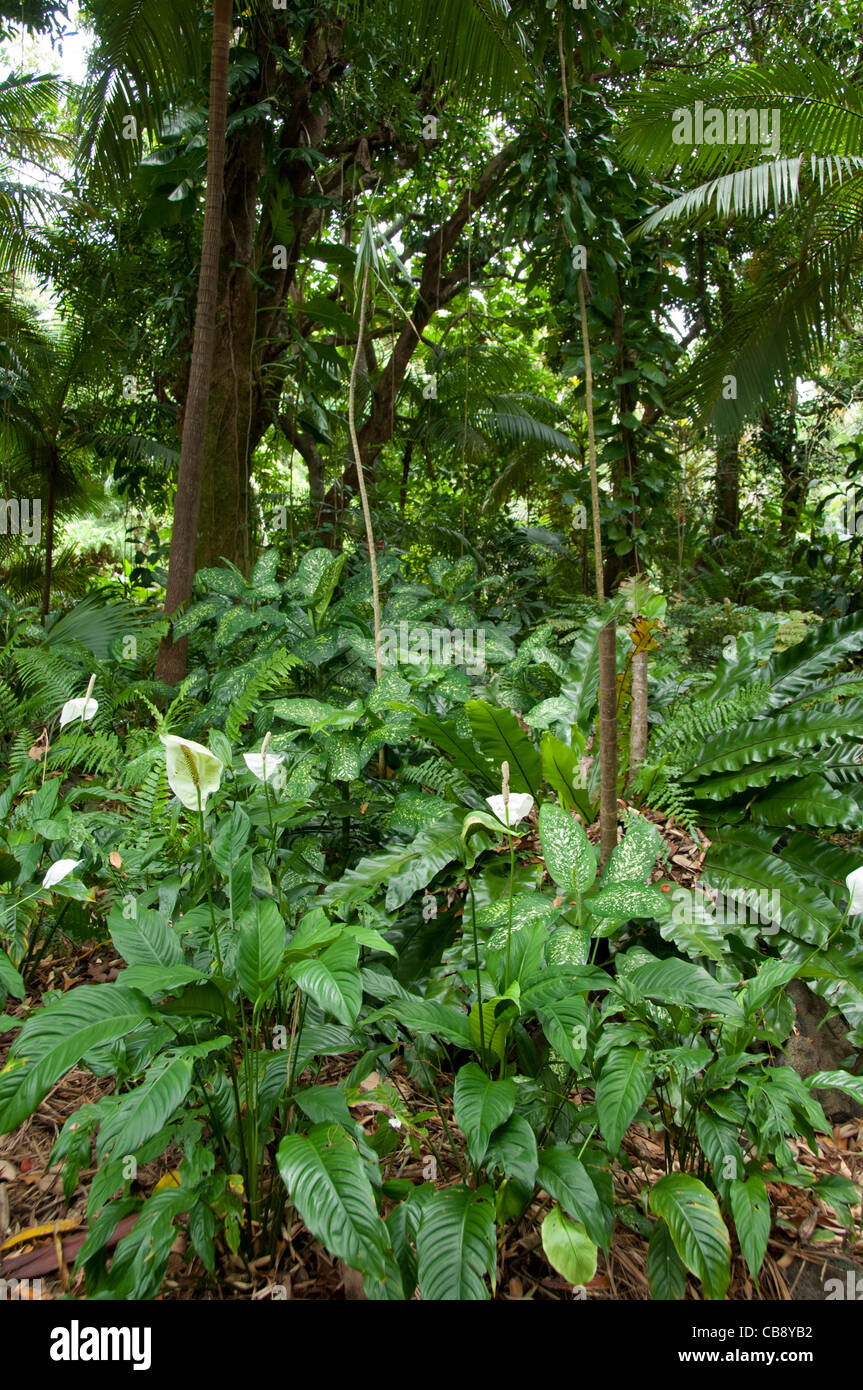 Territoire Français d'outre-mer, l'île de la réunion. perfumes & spice garden. Banque D'Images