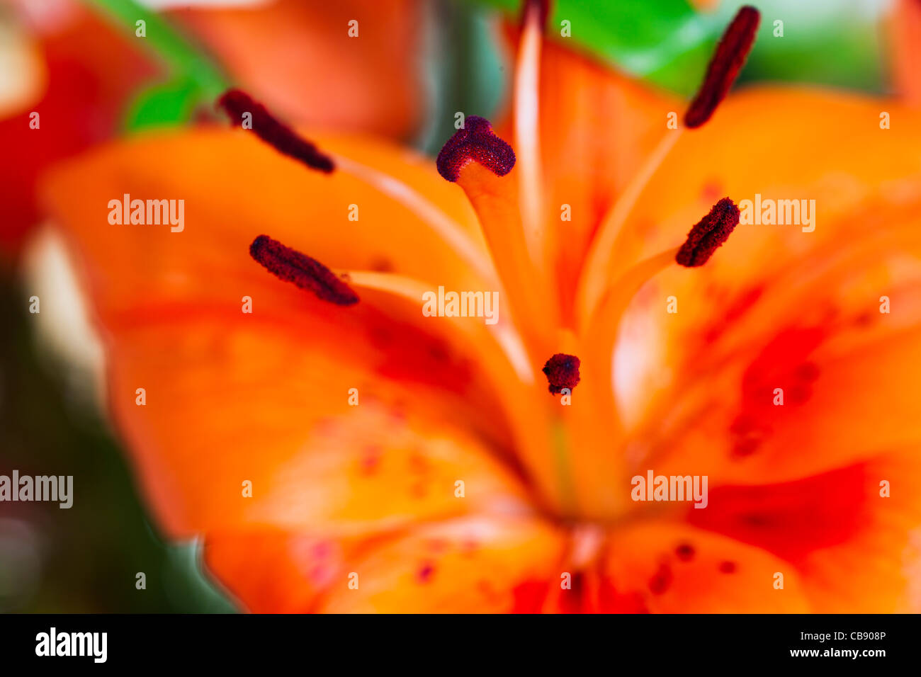 Tiger Lily orange avec du pollen des anthères couvert Banque D'Images