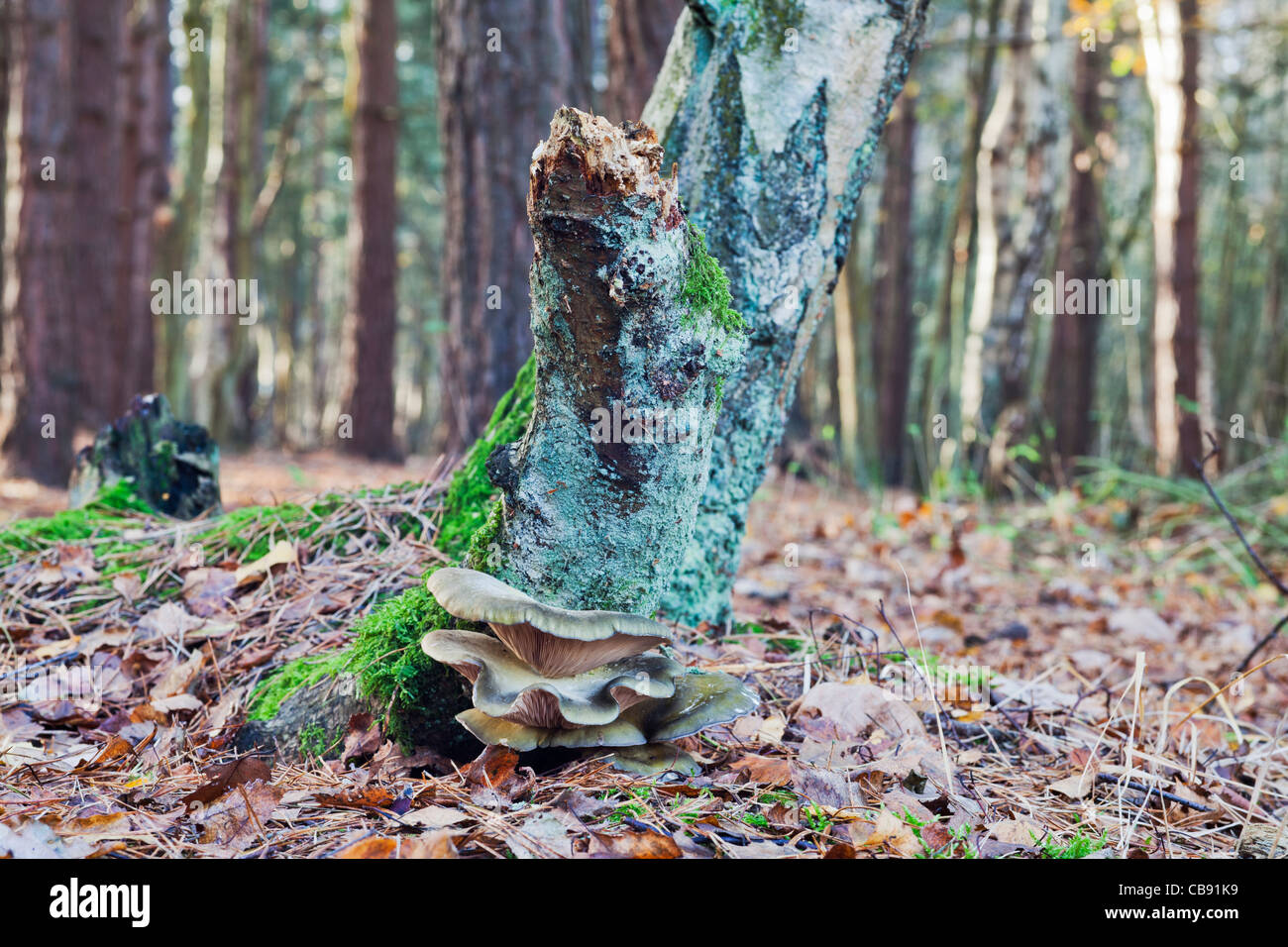 Arbre champignon poussant à partir de la base d'un bouleau argenté moussu Banque D'Images