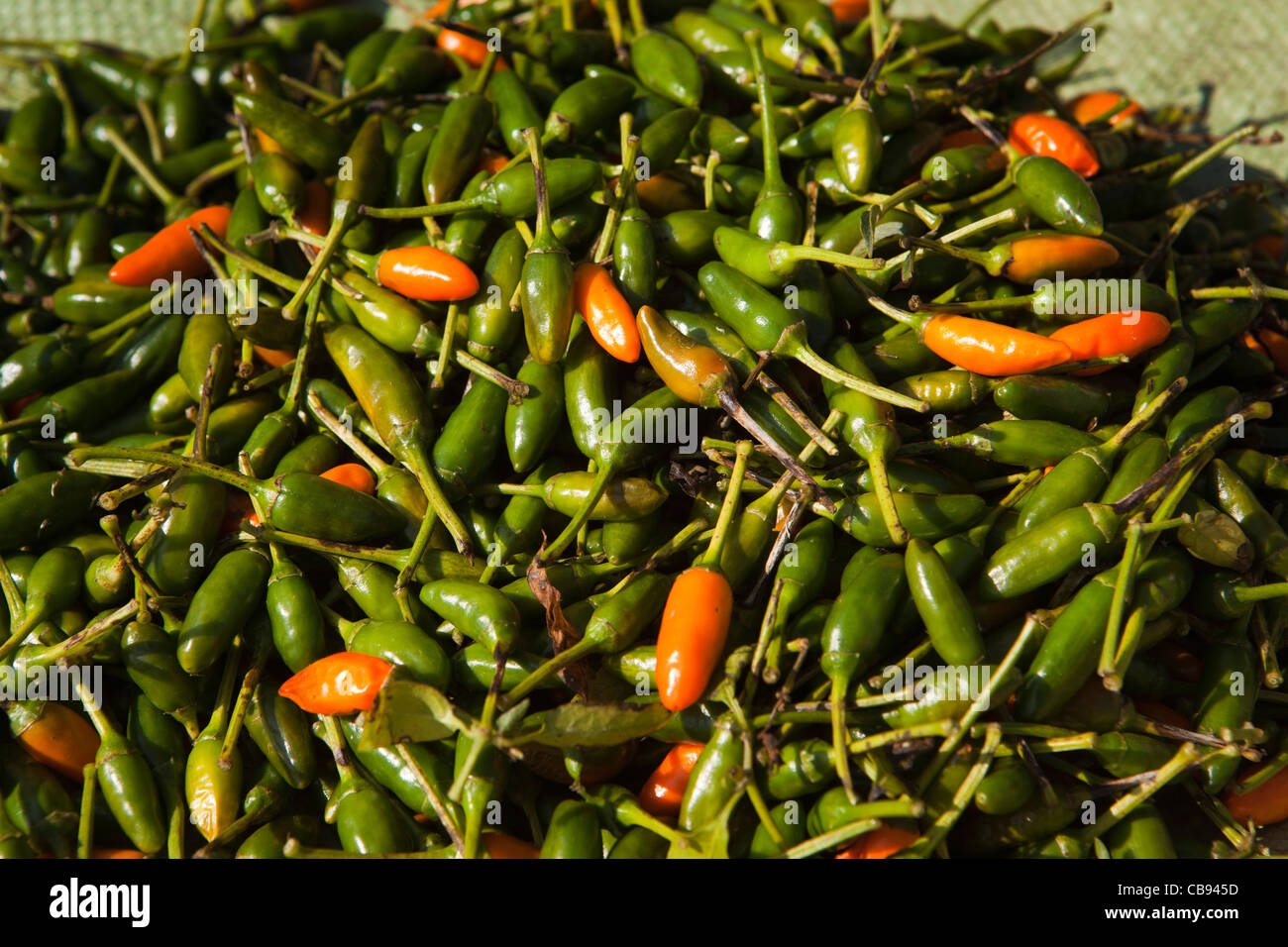 L'Inde, Meghalaya, Jaintia Hills, Shillong, Ummulong Bazar, piments rouges et verts pour la vente Banque D'Images