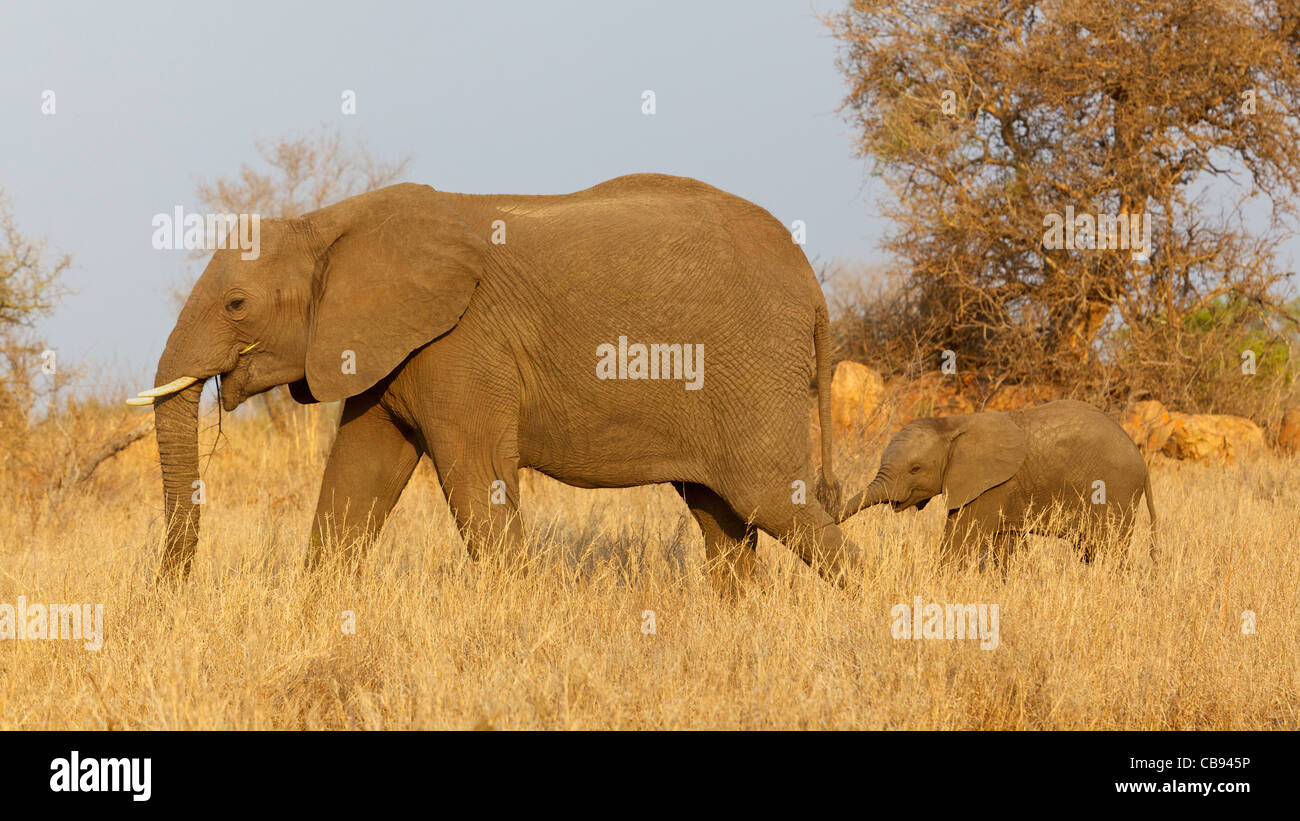 Un éléphant d'Afrique (Loxodonta africana) avec son veau, Kruger National Park, Afrique du Sud. Banque D'Images