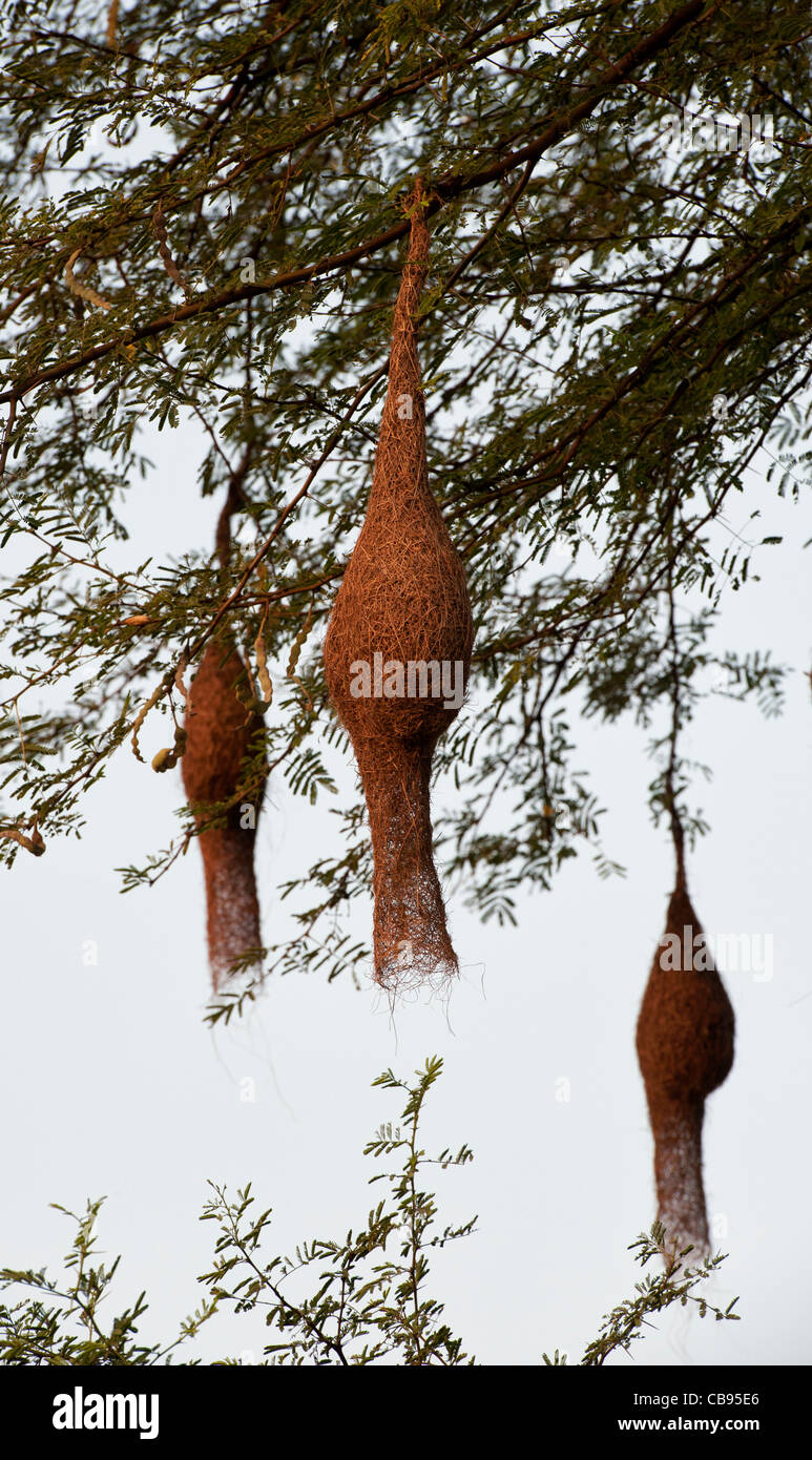 Ploceus philippinus . Baya Weaver nids d'oiseau dans un tamarinier dans l'Indien countyrside. Banque D'Images