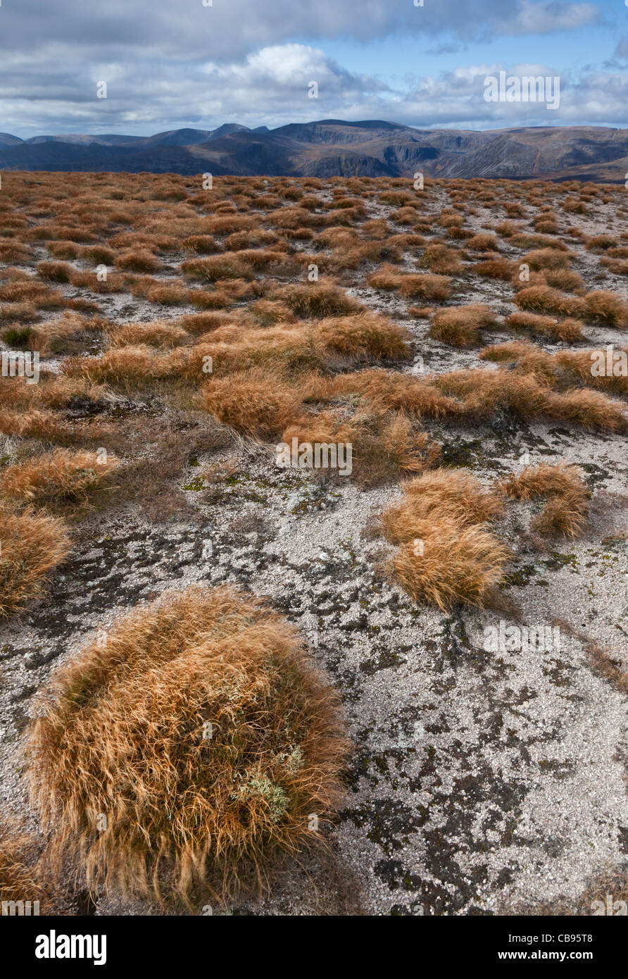 Des touffes de golden Deer l'Herbe sur le plateau sommital de Beinn a' Bhuird dans les montagnes de Cairngorm, Ecosse Banque D'Images