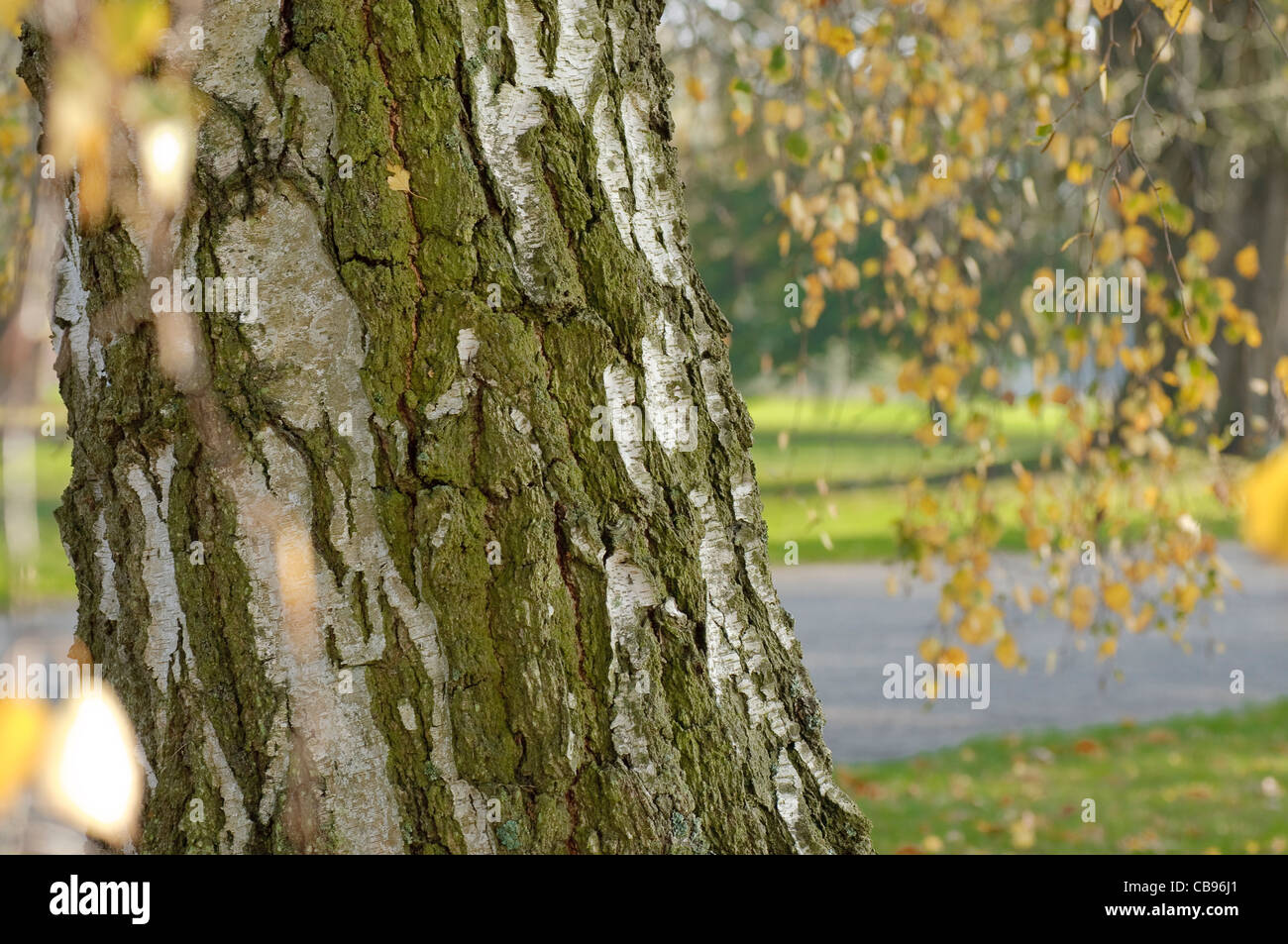 Écorce de bouleau d'automne Banque D'Images