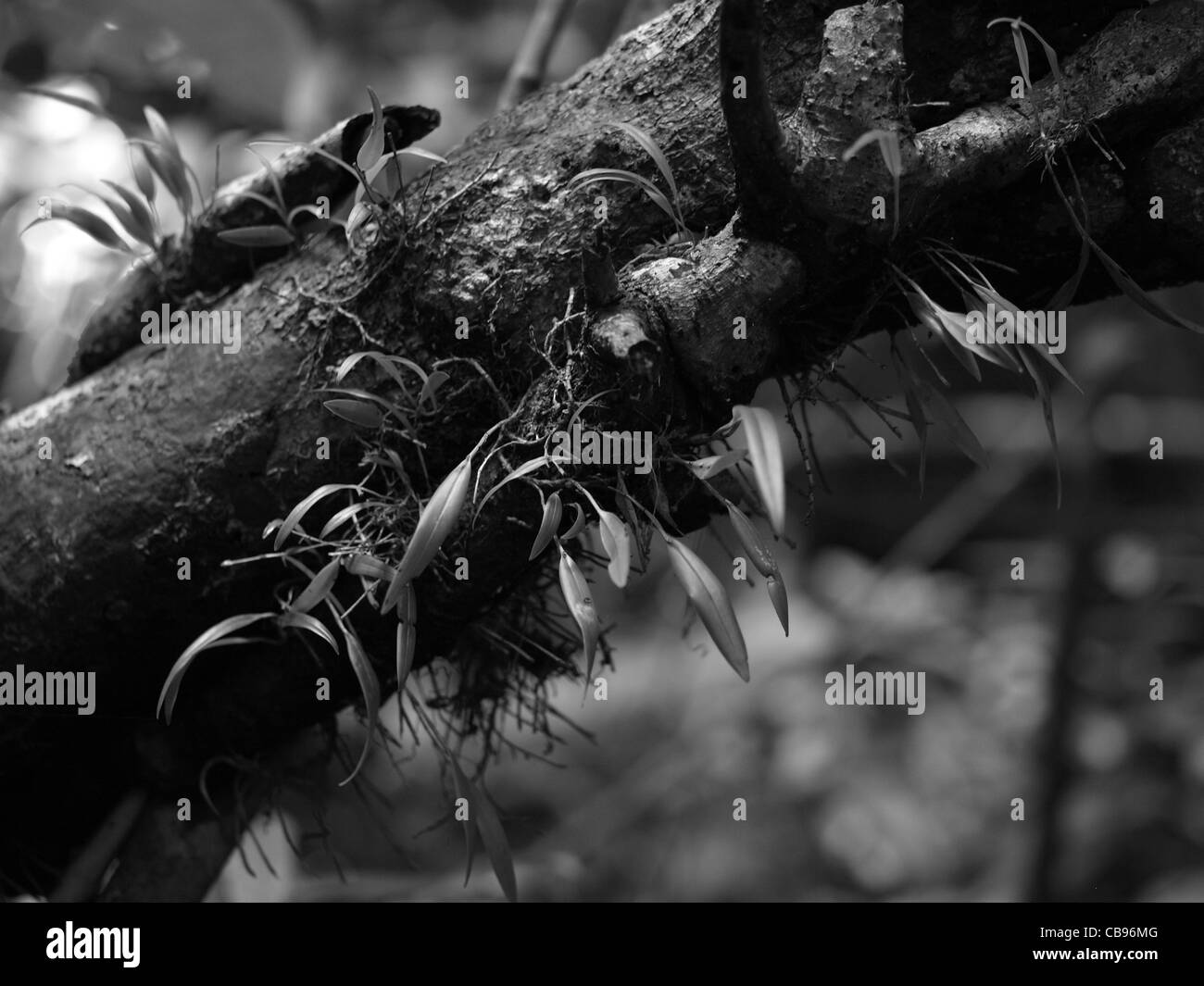 Un cliché monochrome de plantes de l'air (épiphytes) en aviron sur une branche de la forêt tropicale du Commonwealth de la Dominique, Antilles, Caraïbes. Banque D'Images