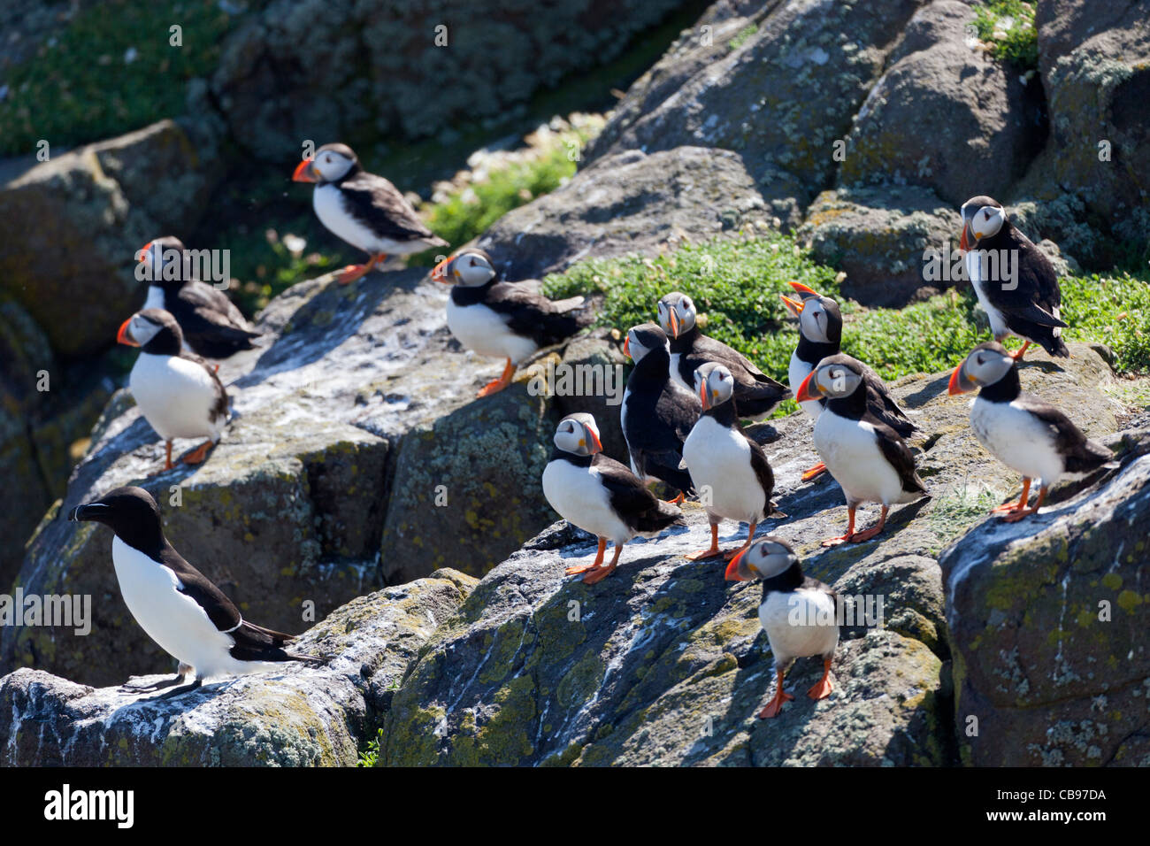 Le Macareux moine (Fratercula arctica), à l'île de mai, l'Ecosse Banque D'Images