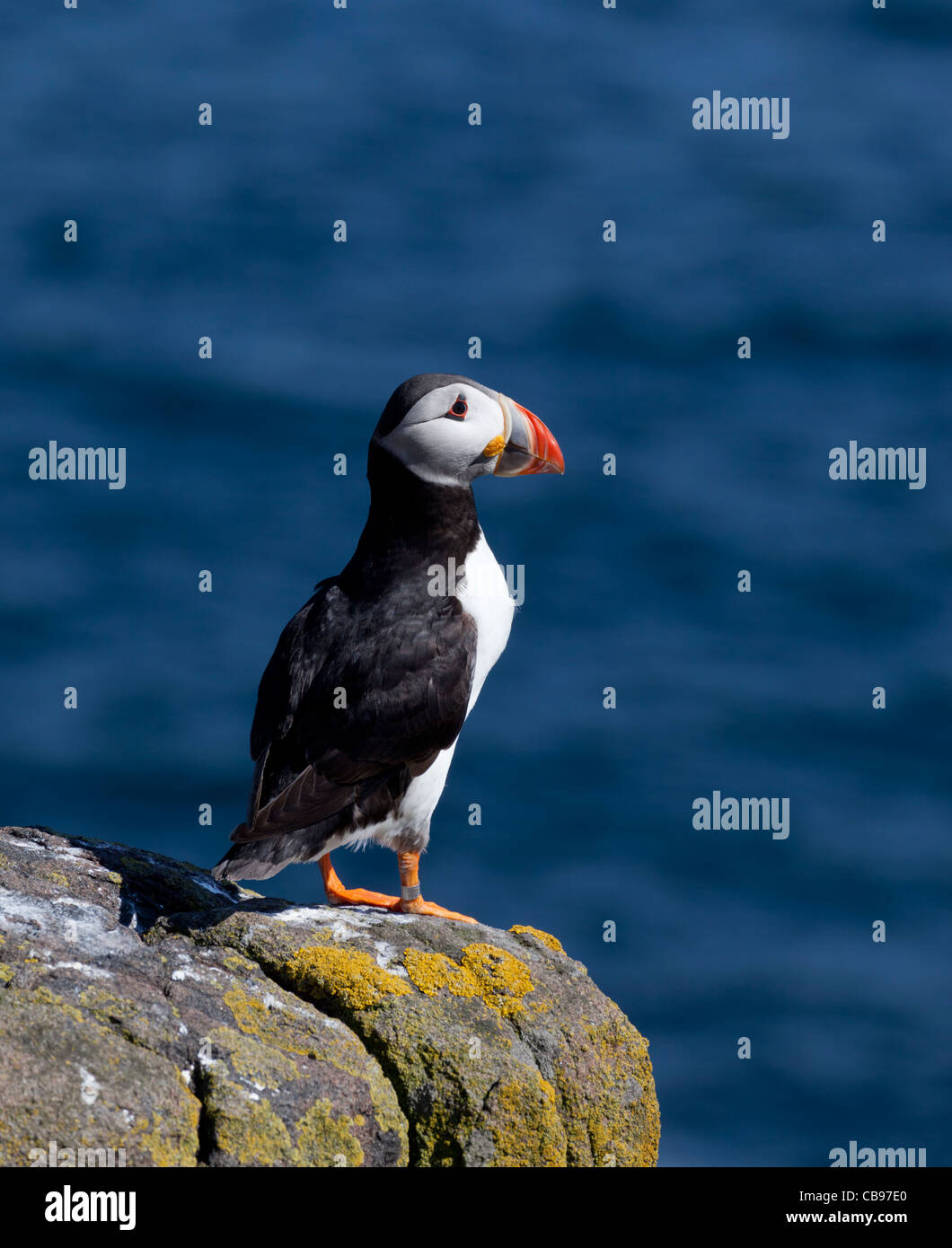Macareux moine (Fratercula arctica), à l'île de mai, l'Ecosse Banque D'Images