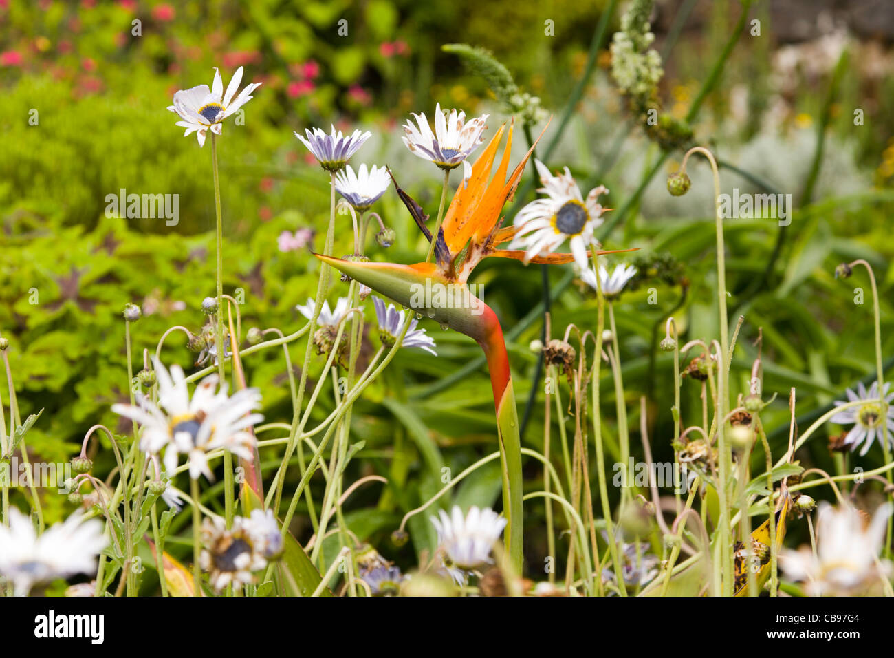 Bird of Paradise flower Plant Banque D'Images