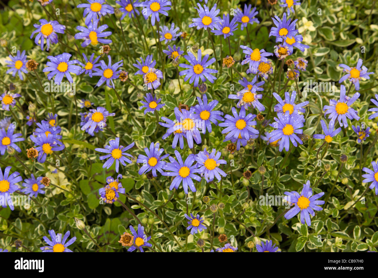 Daisy bleu Banque D'Images Daisy bleu Banque D'Images