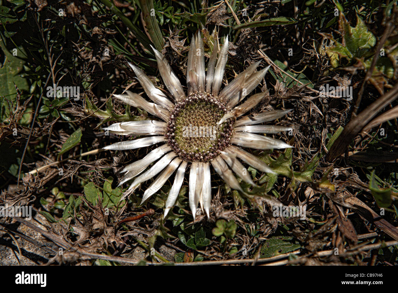 Carline acaule (Carlina acaulis) Chardon Banque D'Images