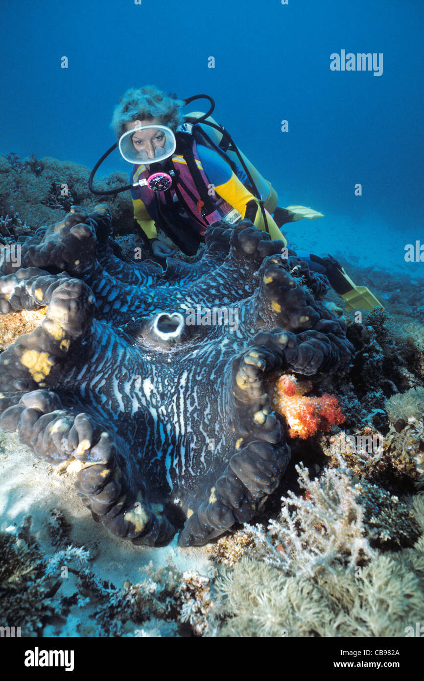 Scuba Diver à un géant tridacna clam (Tridacna gigas), le plus grand mollusque bivalve, l'Irian Jaya, Nouvelle Guinée, Indonésie, Asie Banque D'Images