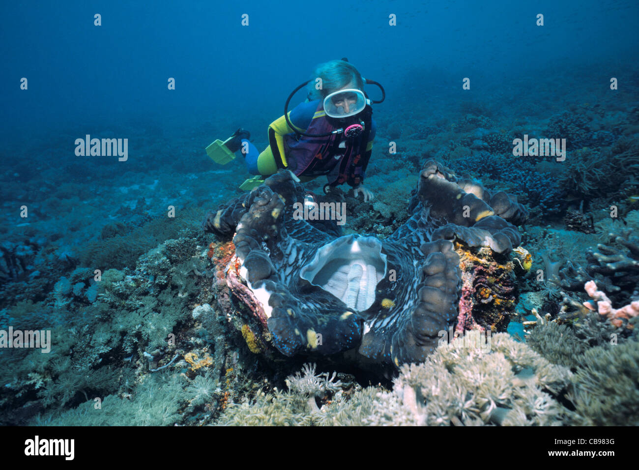 Scuba Diver à un géant tridacna clam (Tridacna gigas), plus grand mollusque bivalve, l'Irian Jaya, Neu Guinée, Indonésie, Asie Banque D'Images