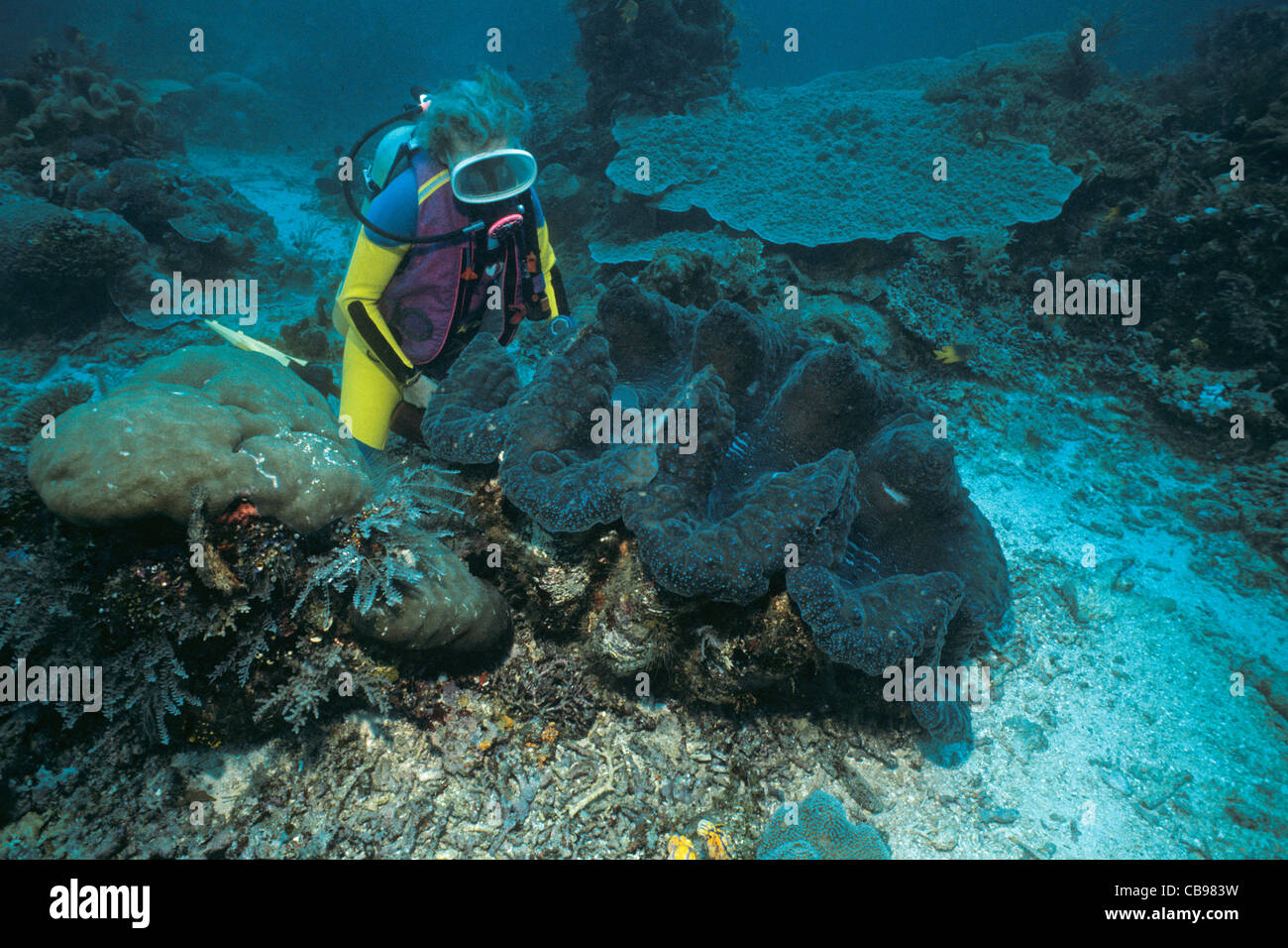 Scuba Diver à un géant tridacna clam (Tridacna gigas), plus grand mollusque bivalve, l'Irian Jaya, Neu Guinée, Indonésie, Asie Banque D'Images