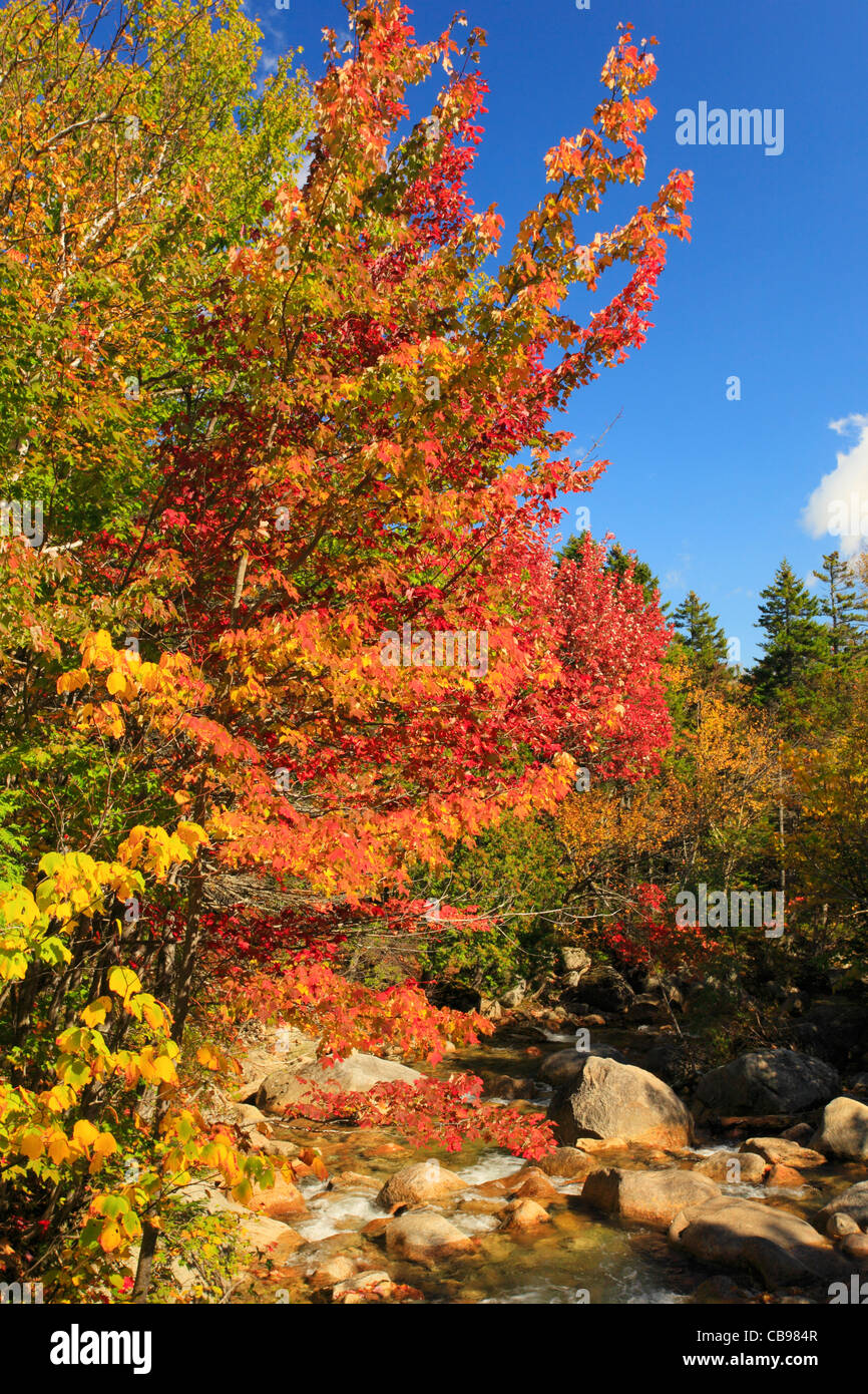 Roaring Brook, le sentier de l'étang d'eau de sable, Baxter State Park, Kings Beach, Maine, USA Banque D'Images