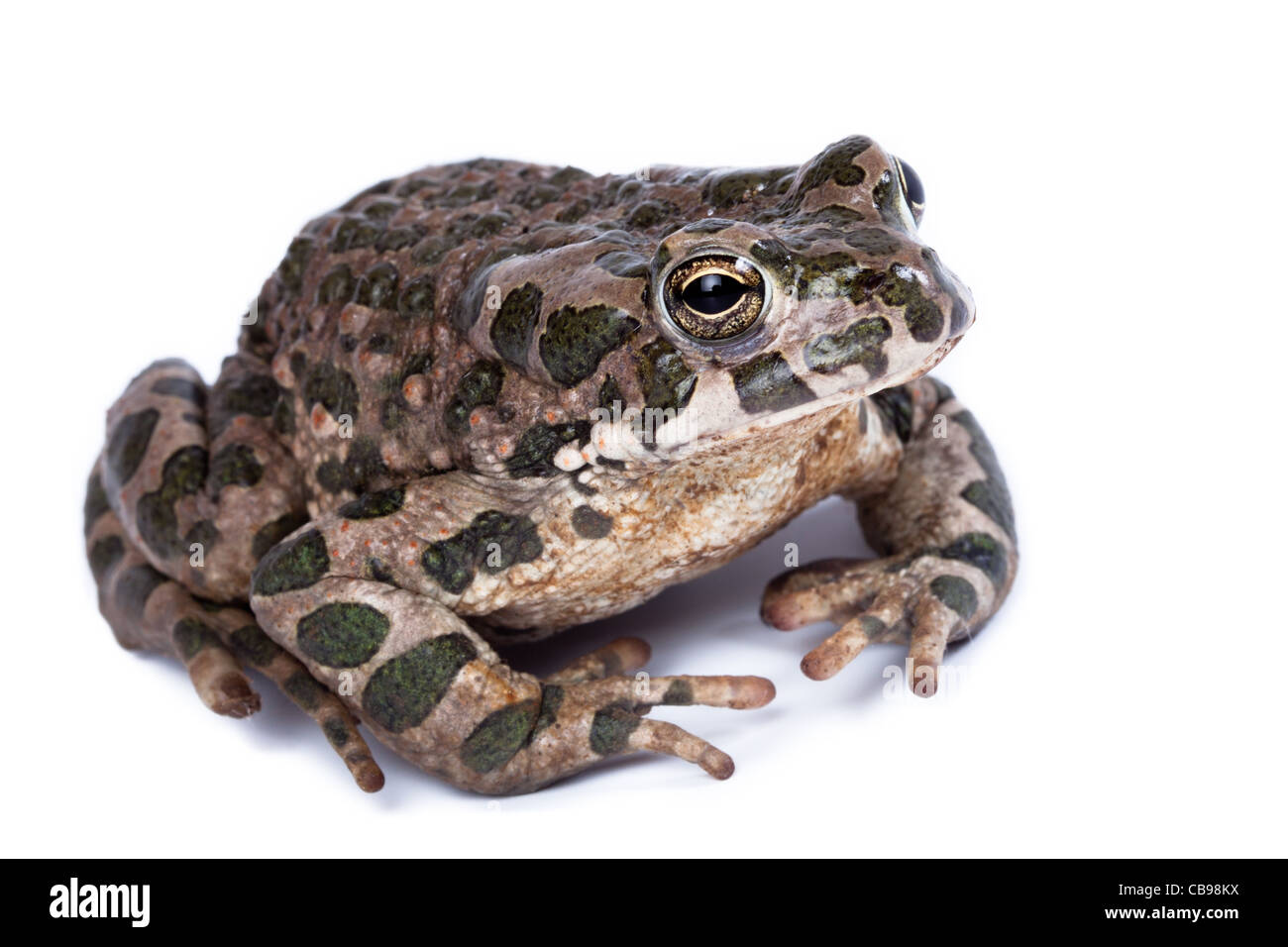 Bufo viridis, crapaud vert européen. Toad en studio sur un fond blanc. Denisovo. Ryazan region, Pronsky domaine. La Russie. Banque D'Images