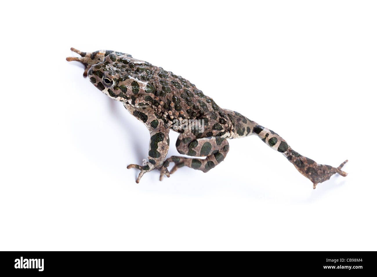 Bufo viridis, crapaud vert européen. Toad en studio sur un fond blanc. Denisovo. Ryazan region, Pronsky domaine. La Russie. Banque D'Images