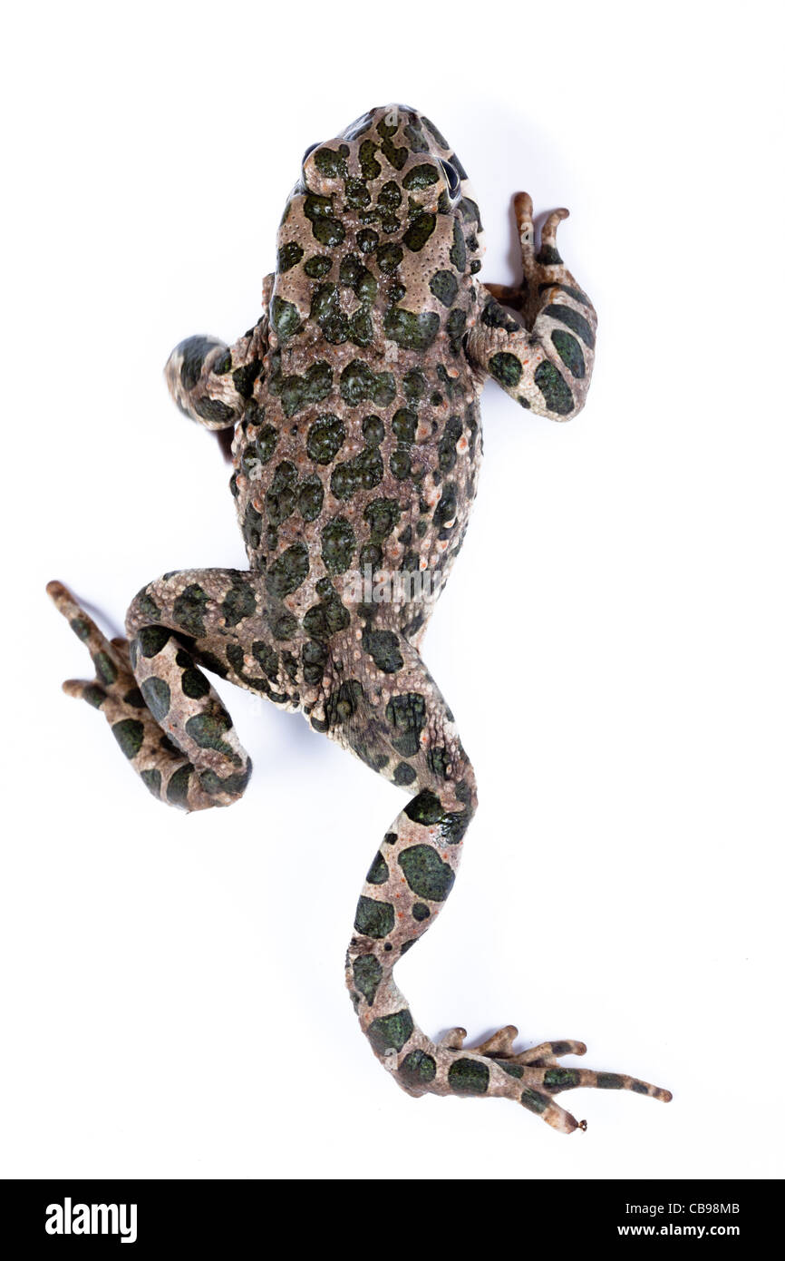 Bufo viridis, crapaud vert européen. Toad en studio sur un fond blanc. Denisovo. Ryazan region, Pronsky domaine. La Russie. Banque D'Images