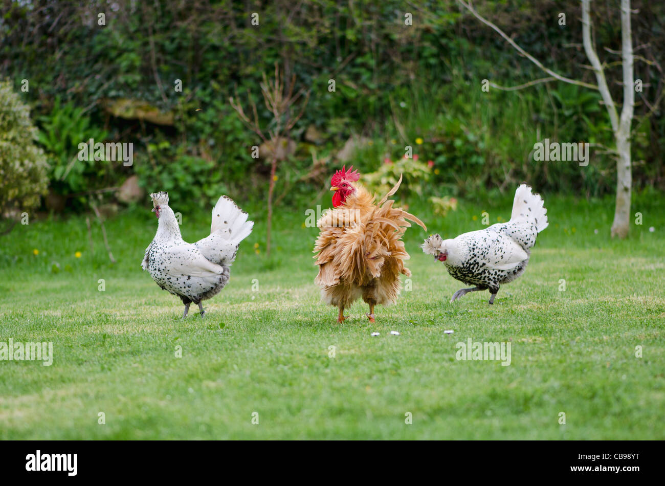 Deux poules mouchetée et un jeune coq se pavanant leur affaire sur une pelouse. Les poules sont des poules Appenzeller. Banque D'Images