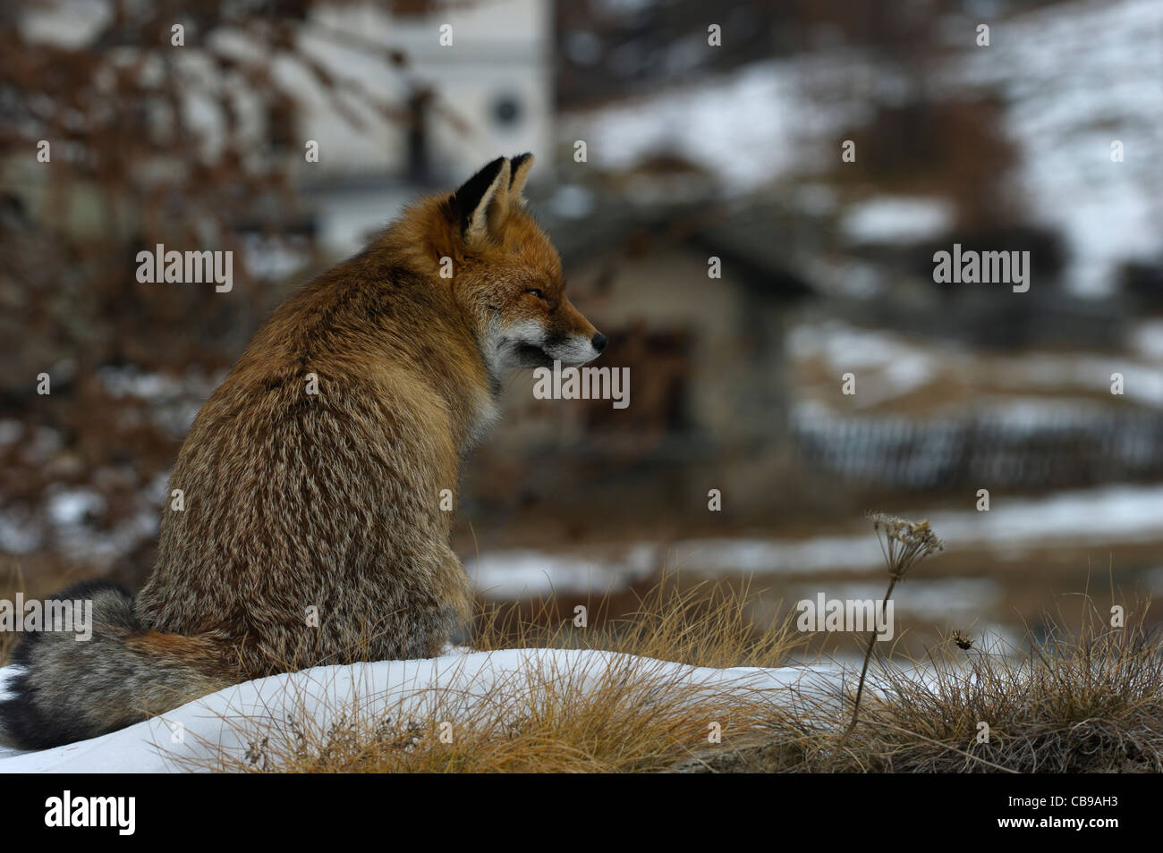 un renard roux Banque D'Images